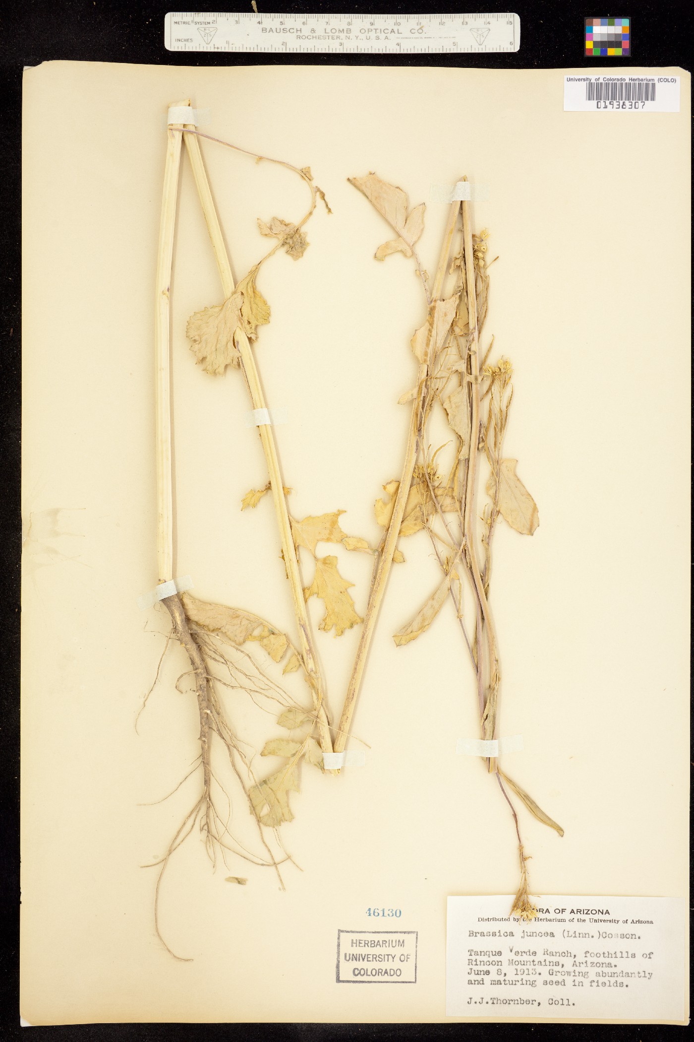 Brassica juncea image