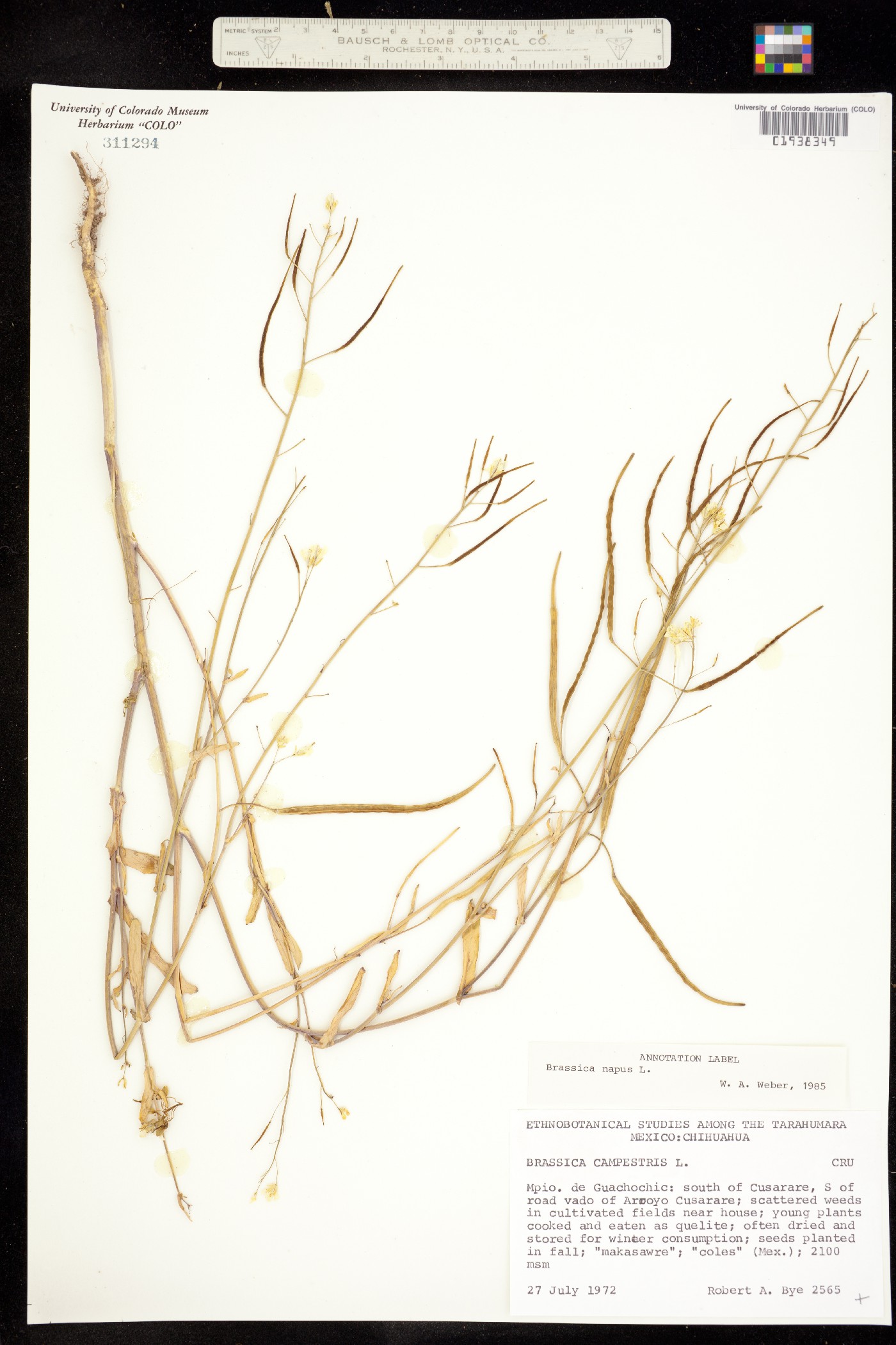 Brassica napus image