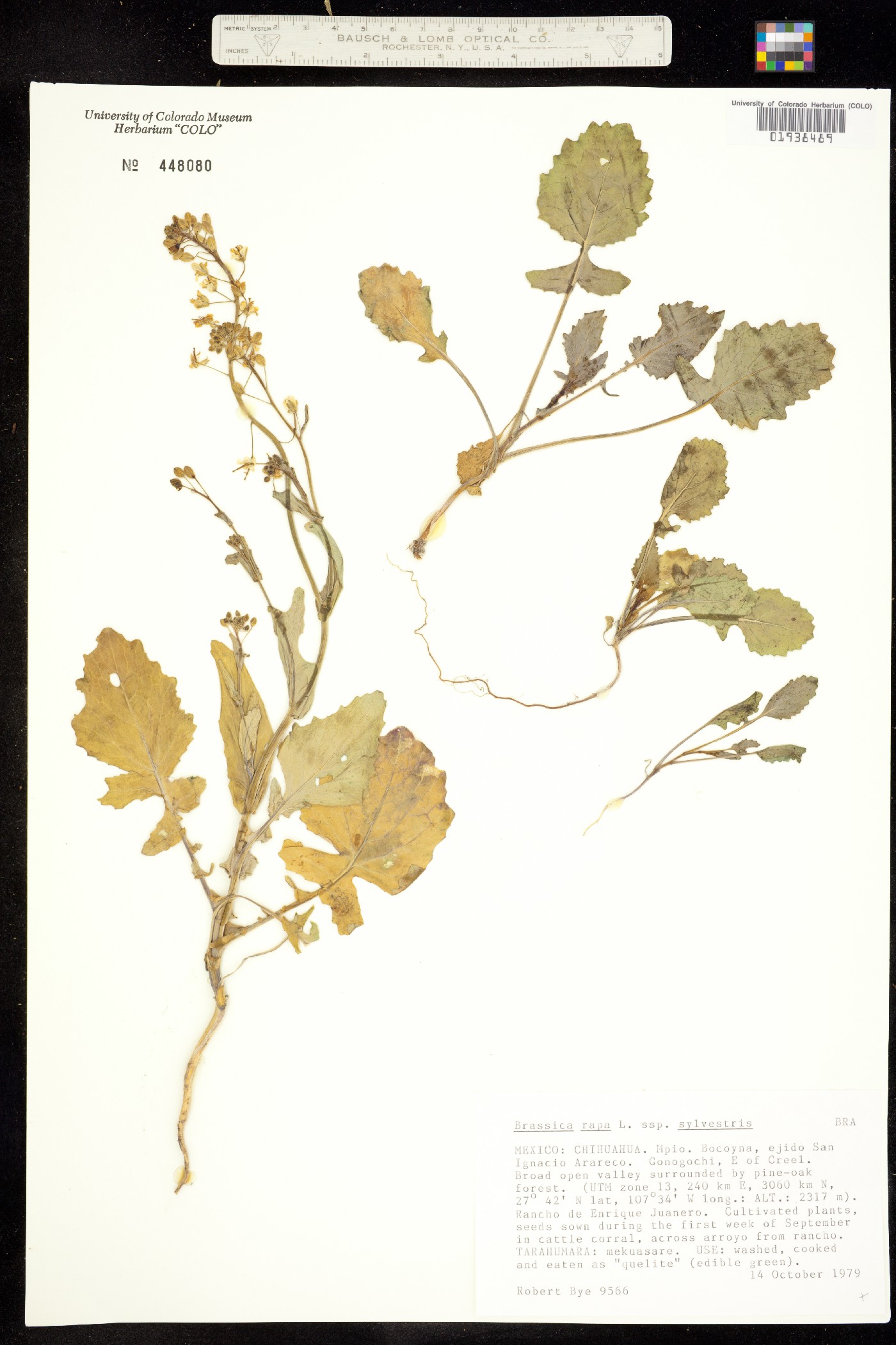 Brassica napus image