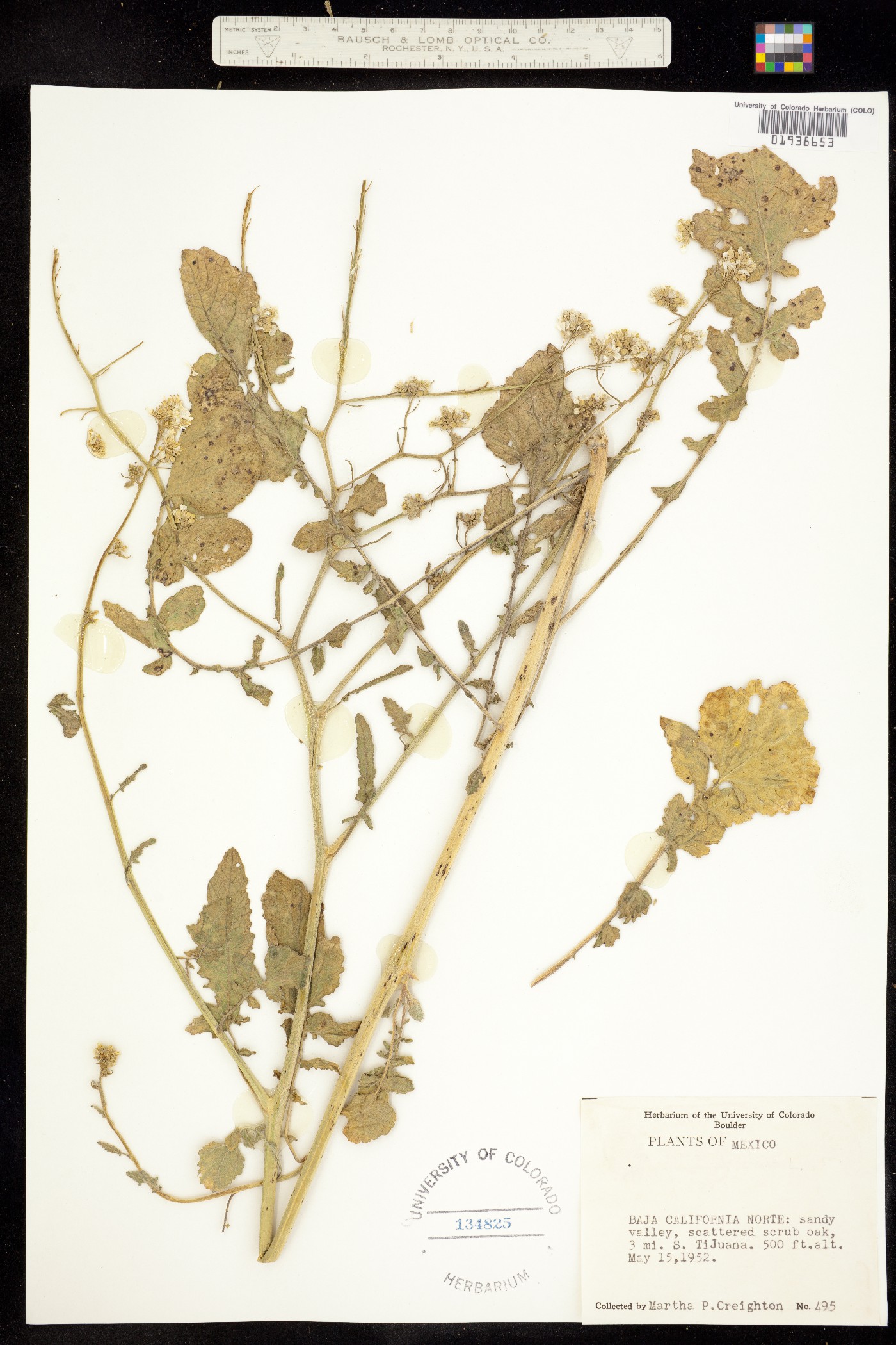 Brassica napus image