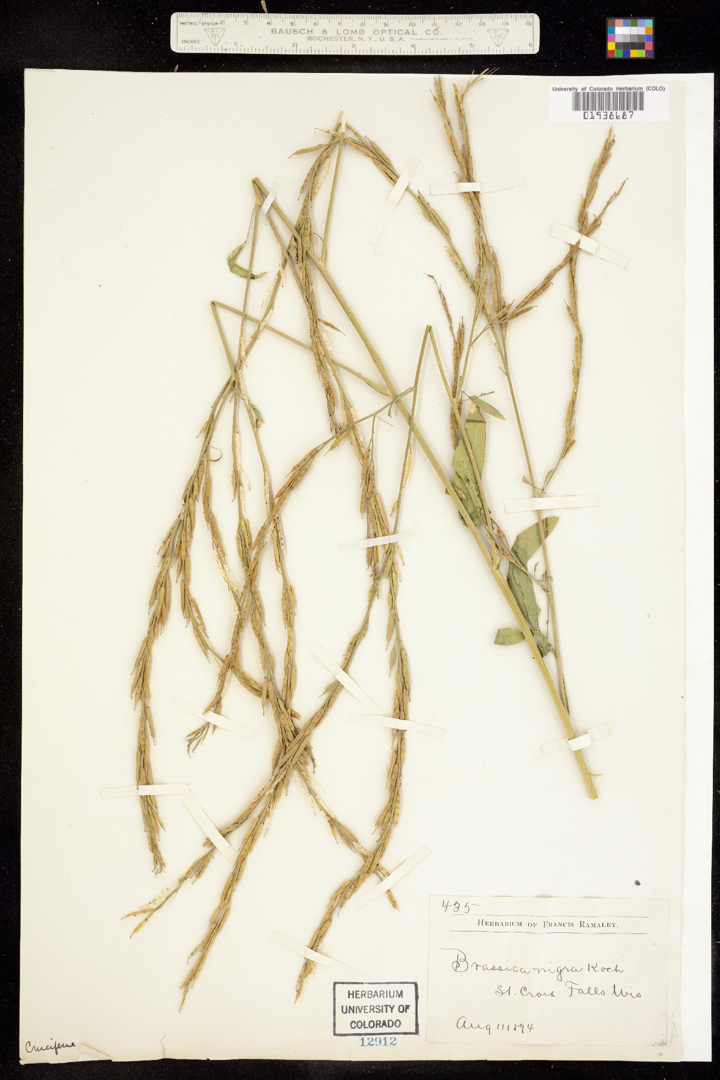 Brassica napus image
