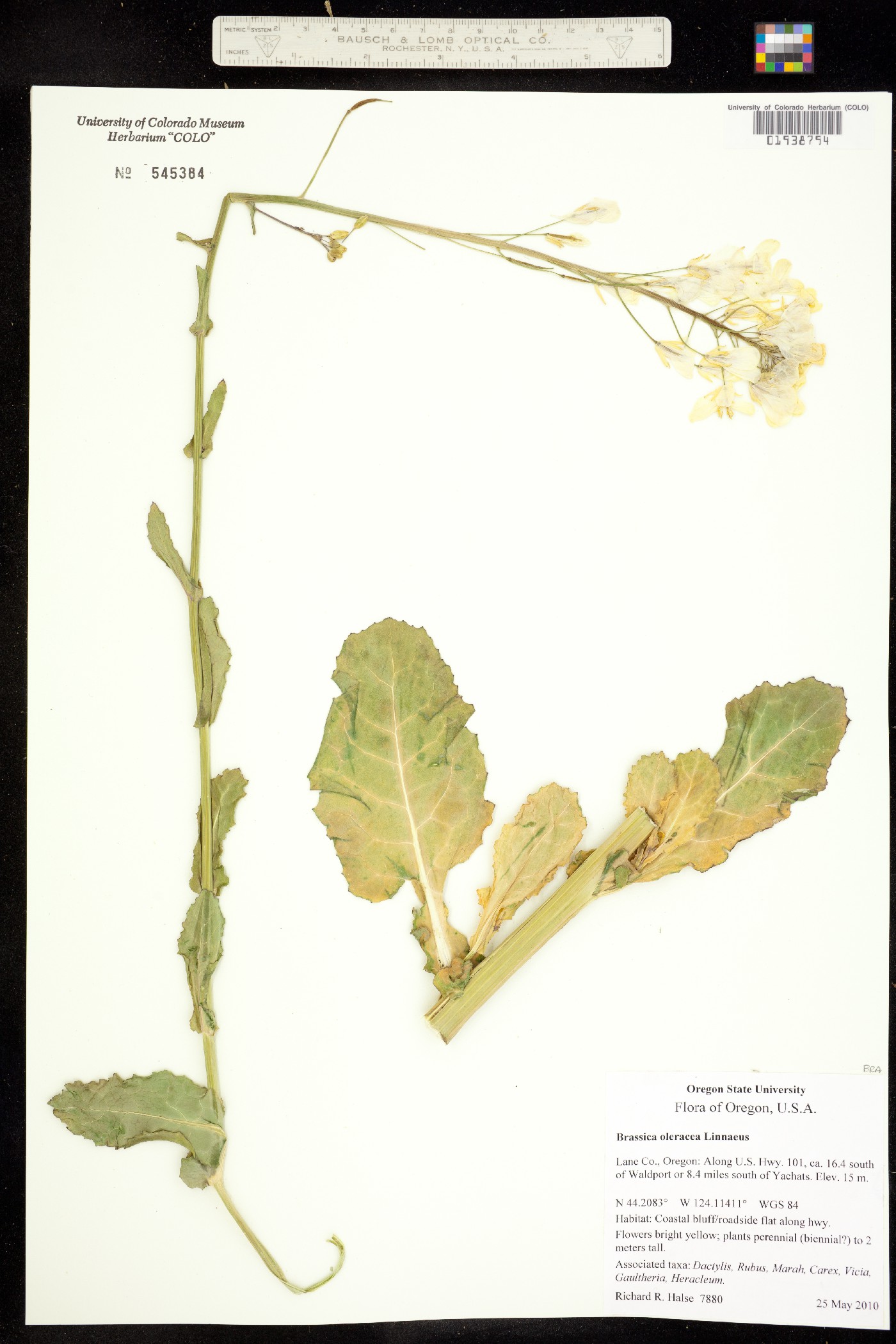 Brassica oleracea image