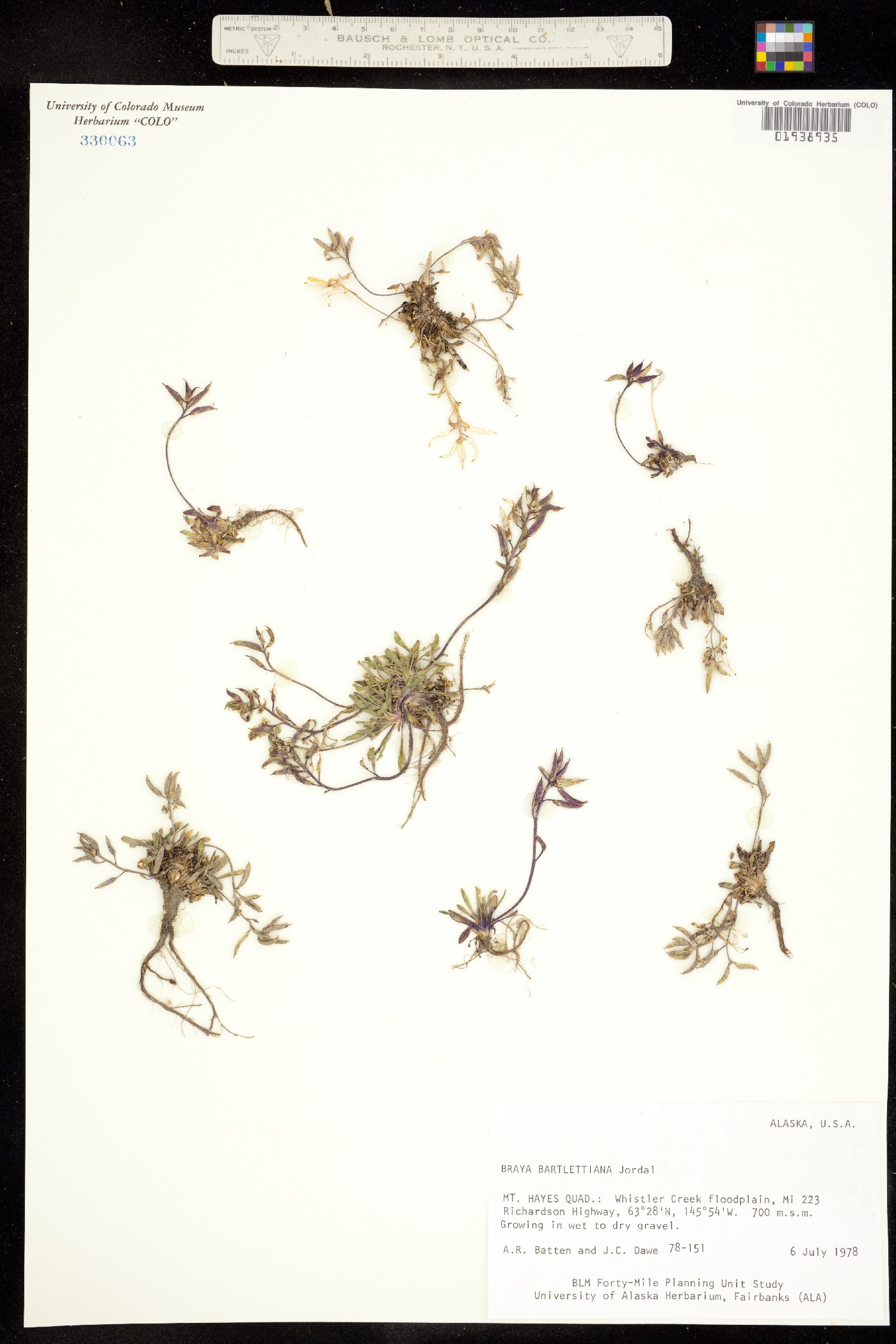 Braya glabella ssp. glabella image