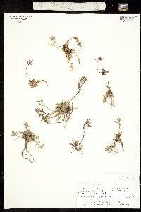 Braya glabella ssp. glabella image
