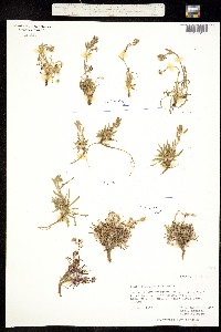 Braya glabella ssp. glabella image