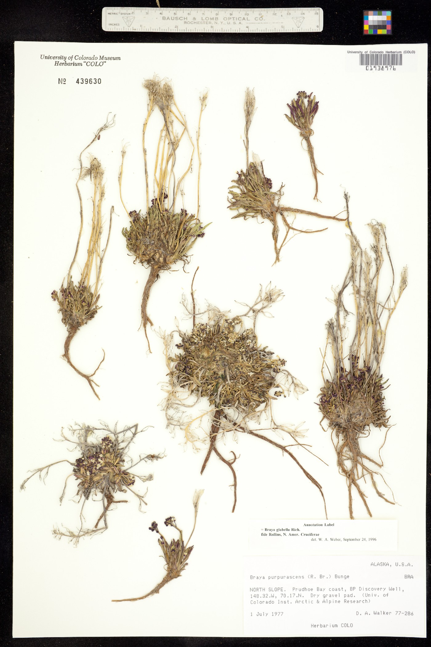 Braya glabella image