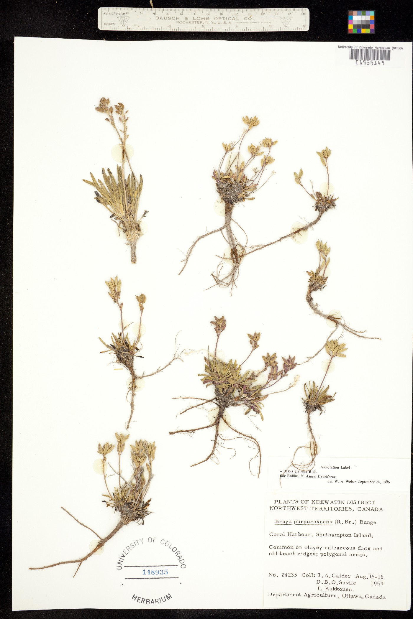 Braya glabella image