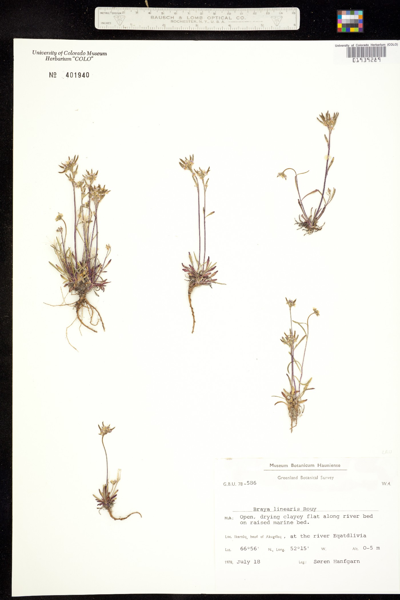 Braya linearis image