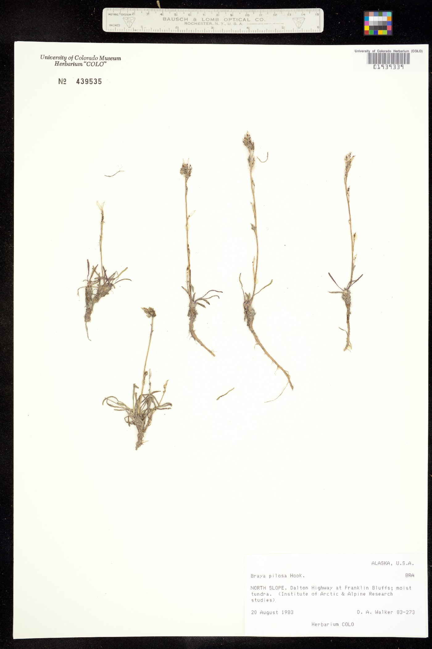 Braya pilosa image