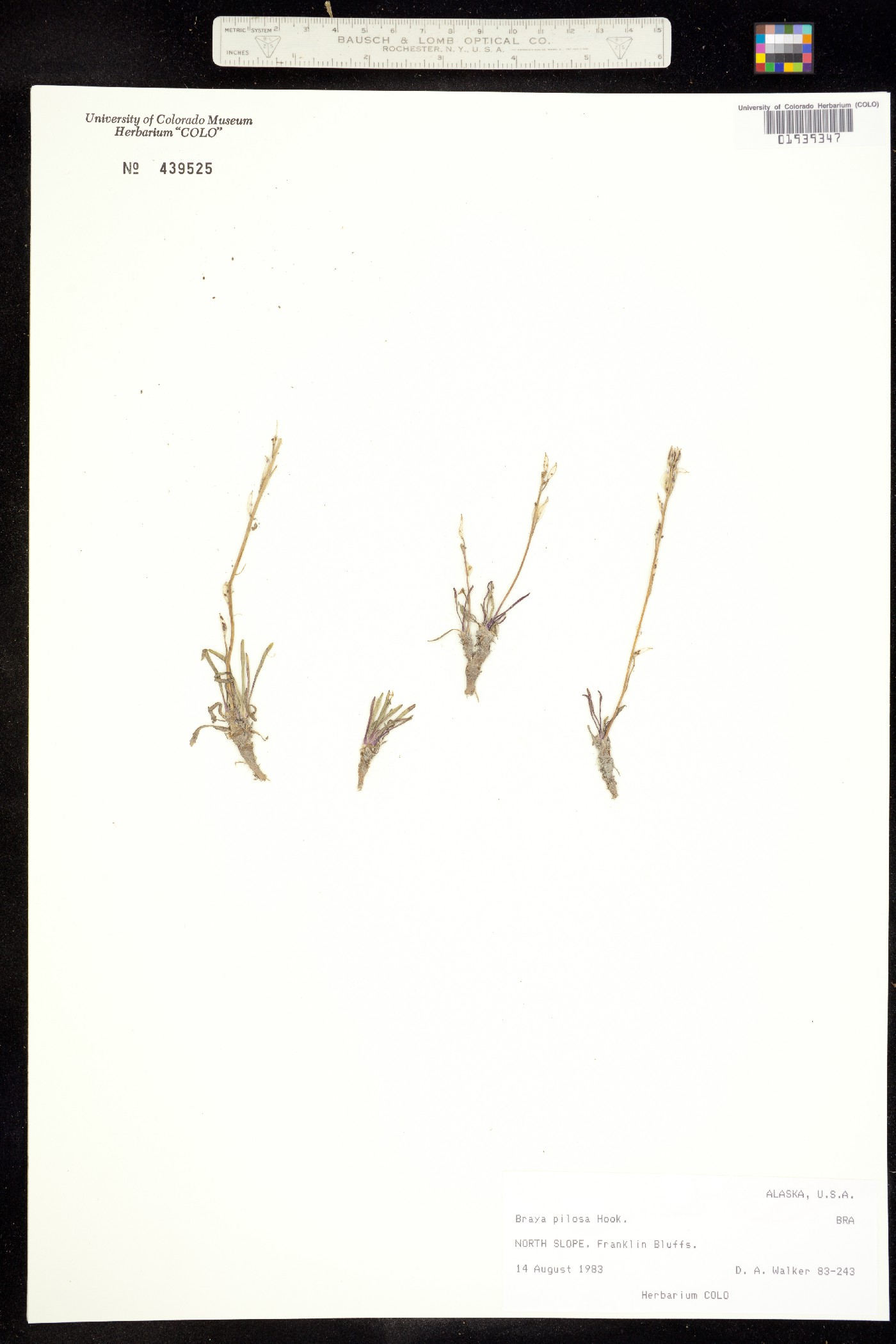 Braya pilosa image