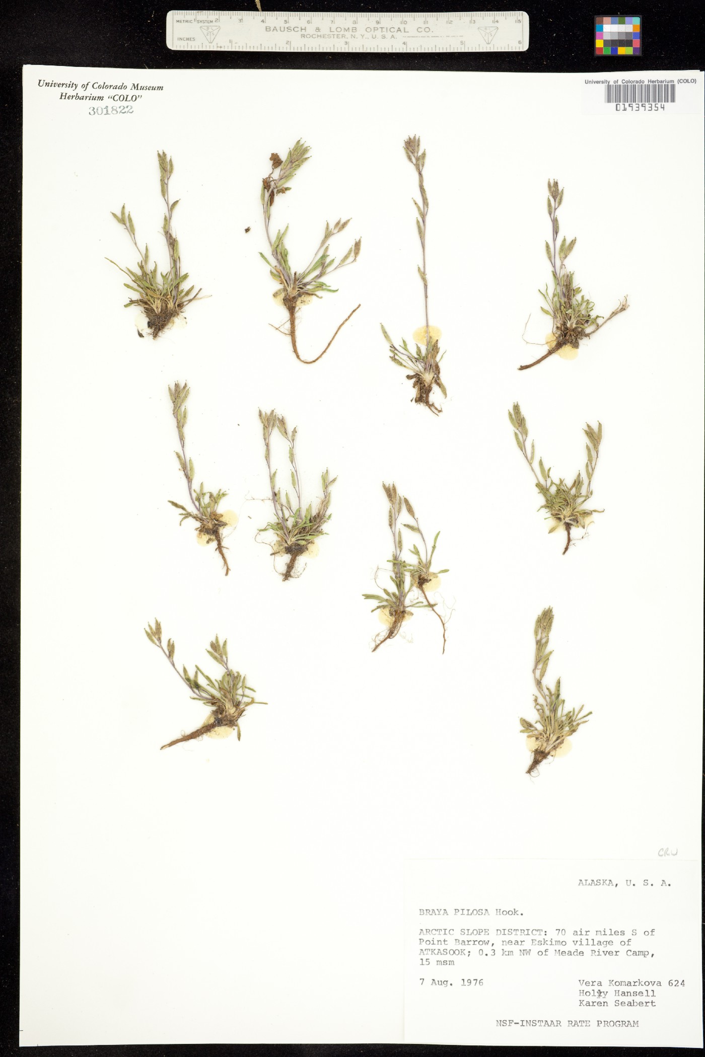 Braya pilosa image