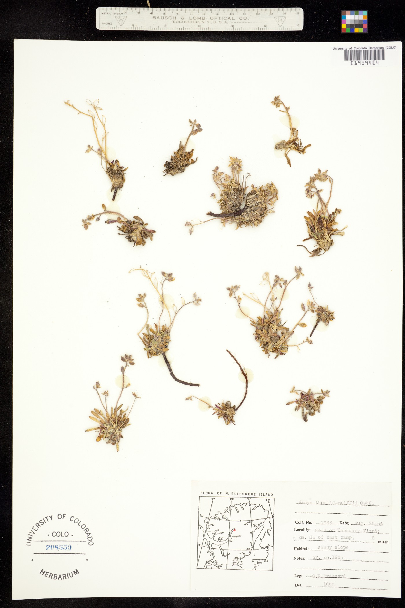 Braya thorild-wulffii image