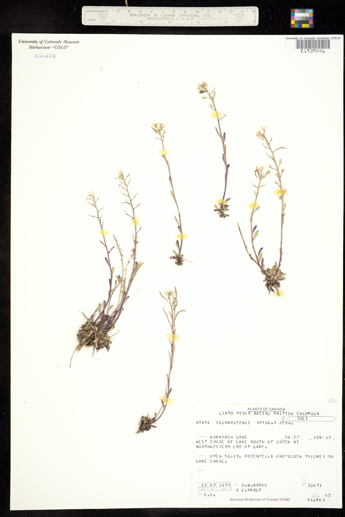 Braya humilis ssp. humilis image