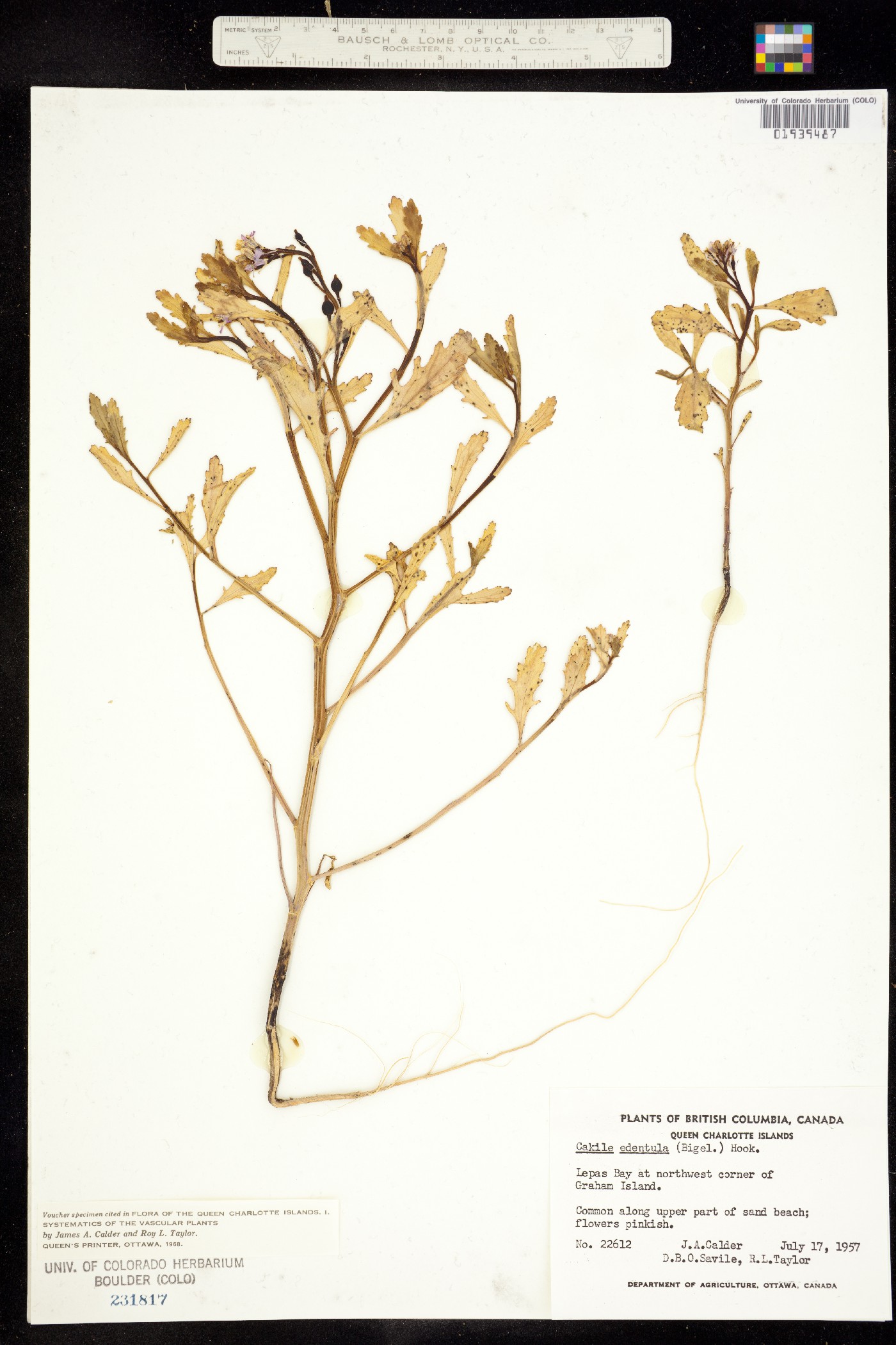 Cakile edentula image