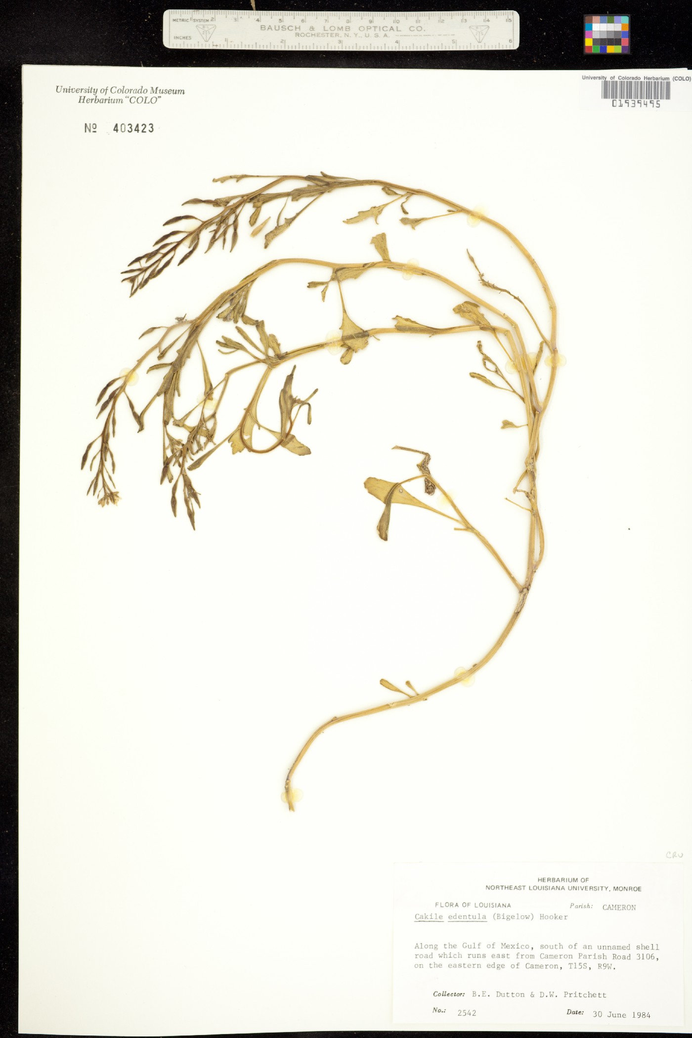 Cakile edentula image