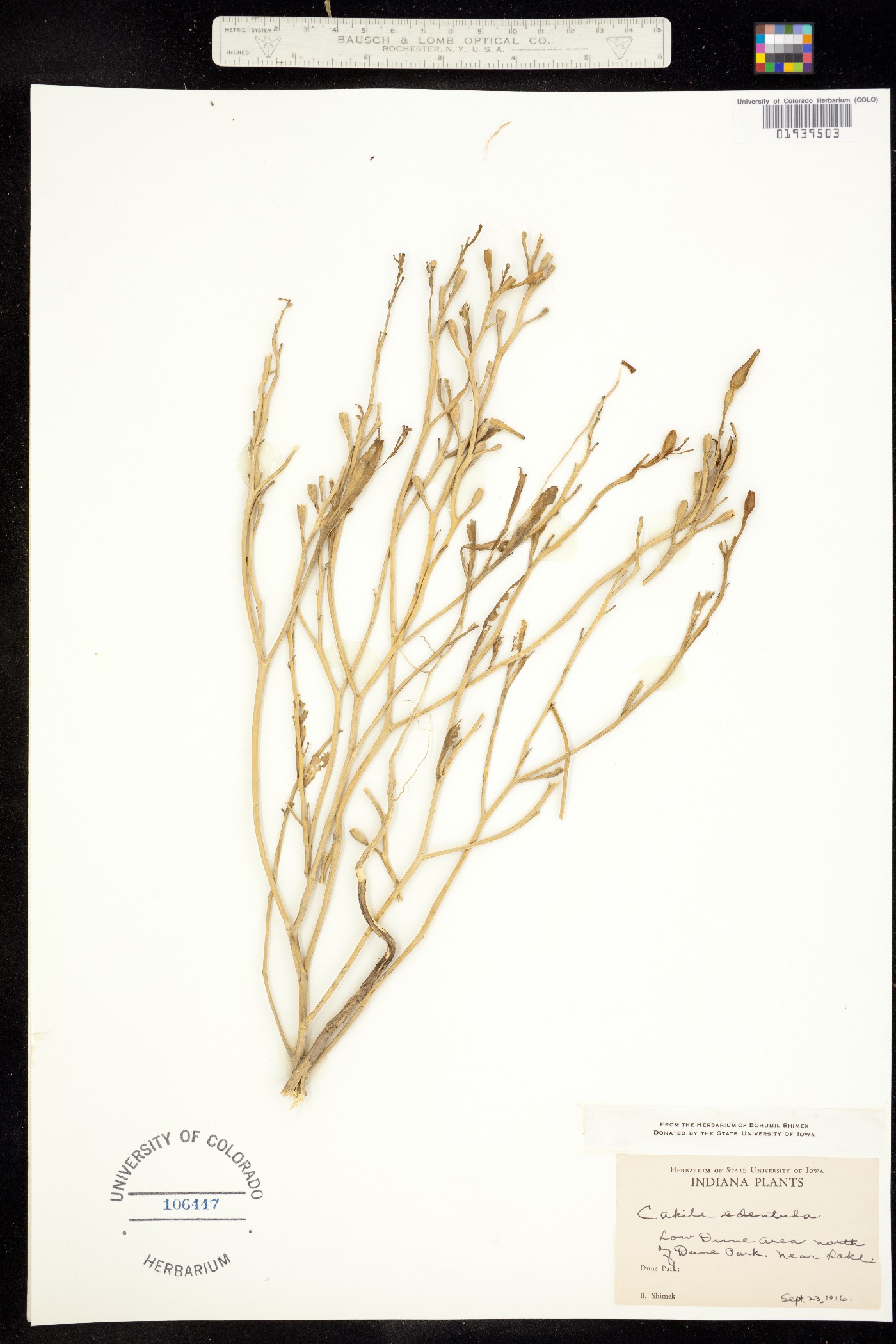 Cakile edentula image