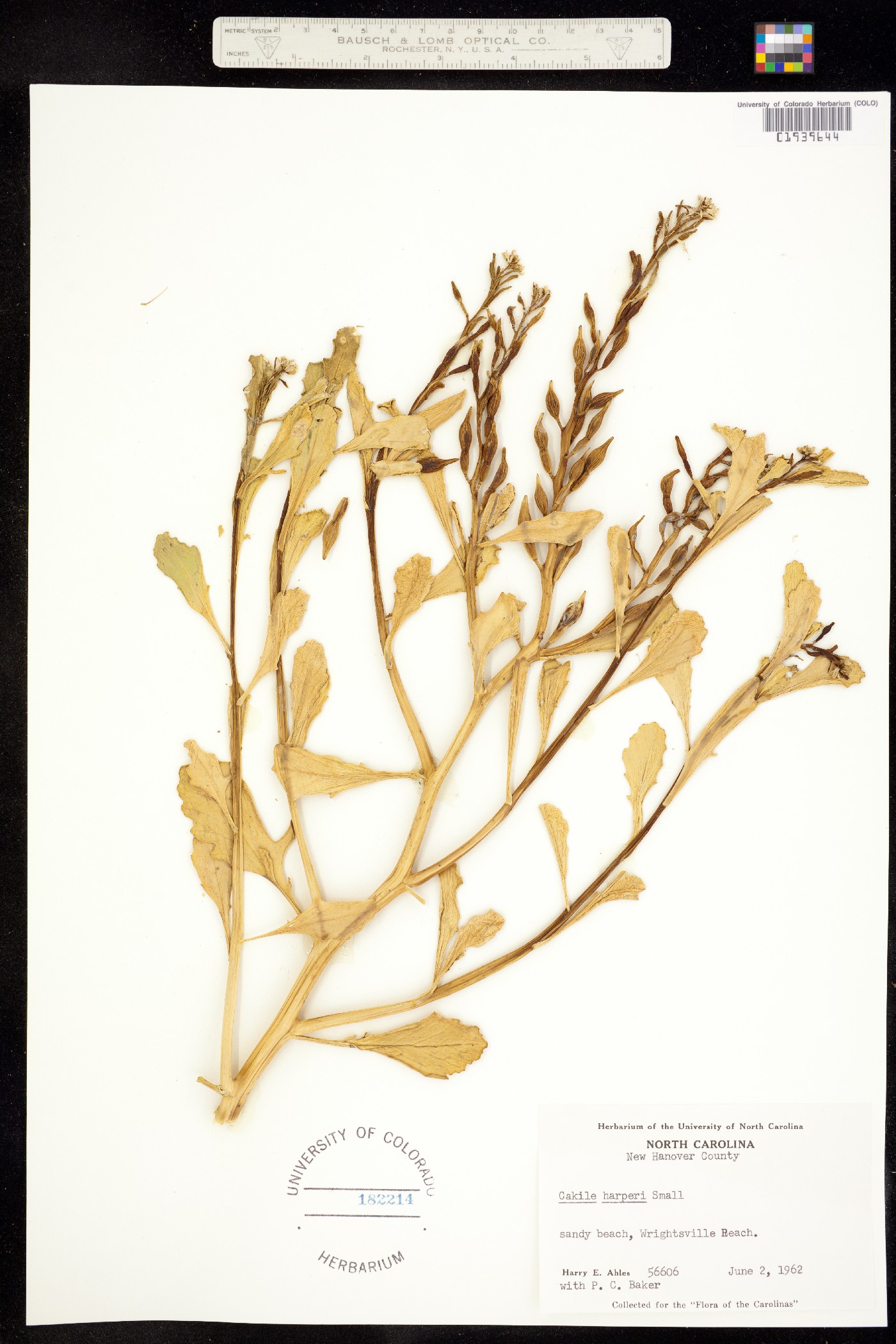 Cakile edentula ssp. harperi image