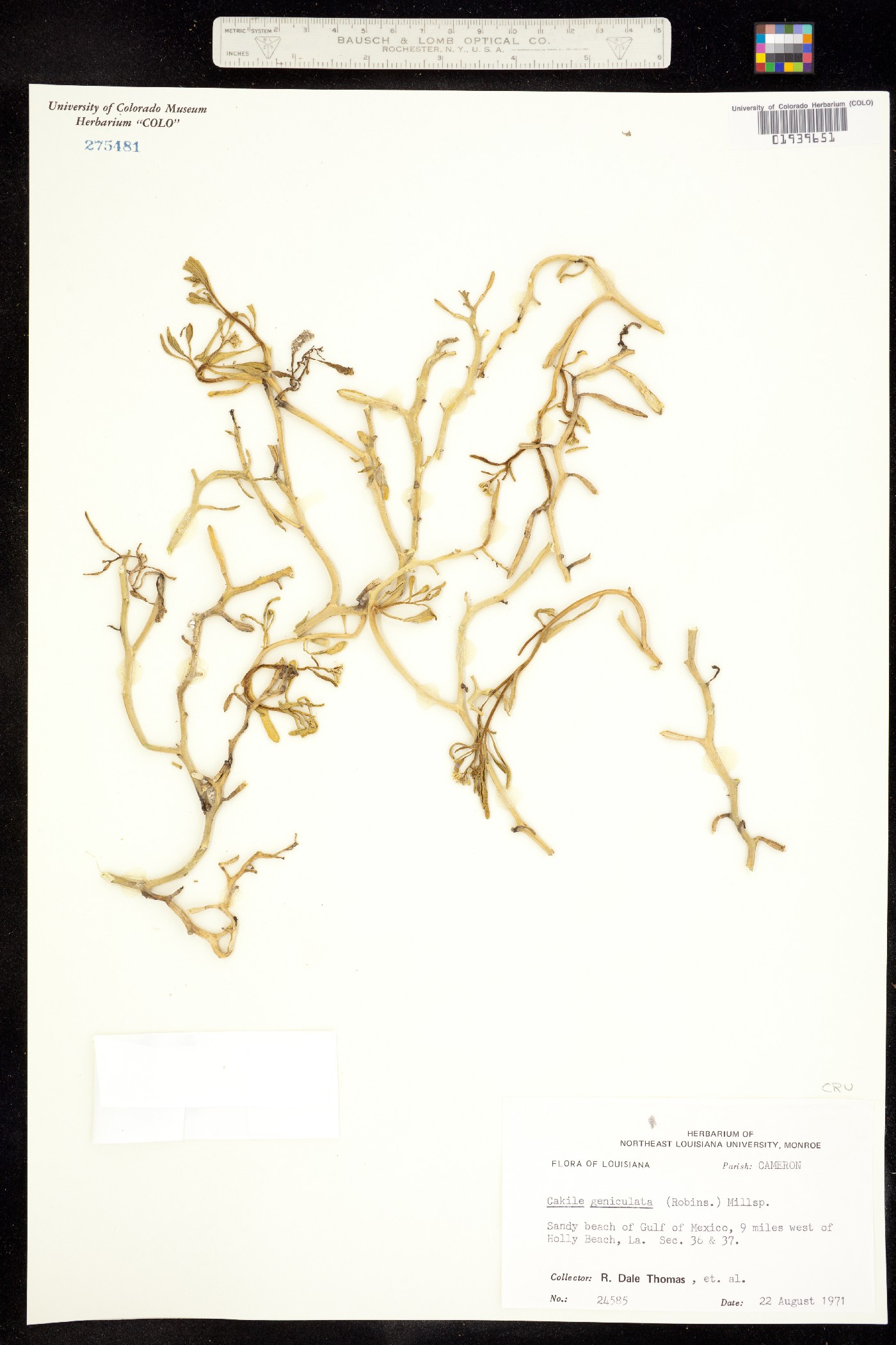 Cakile geniculata image