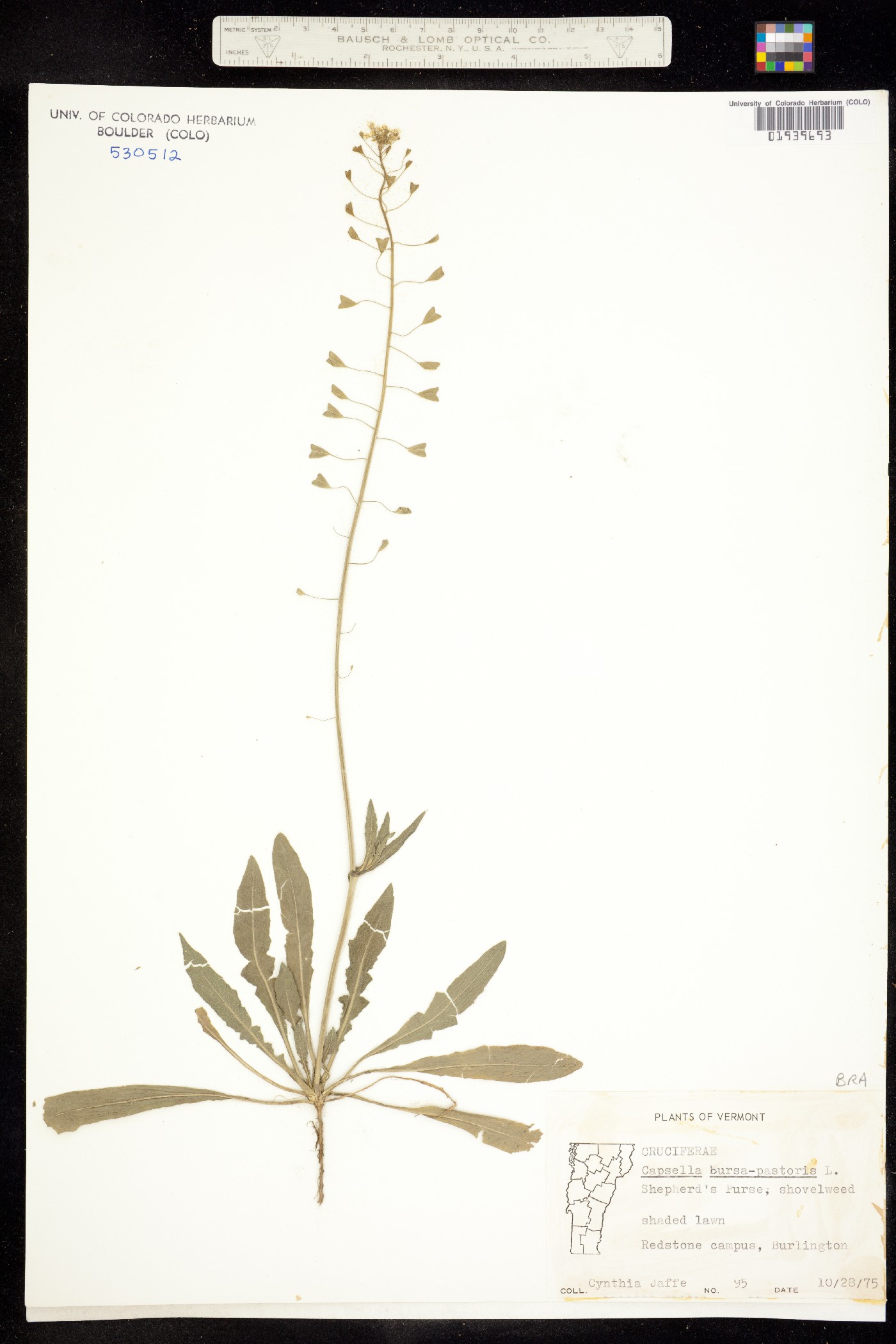 Capsella image