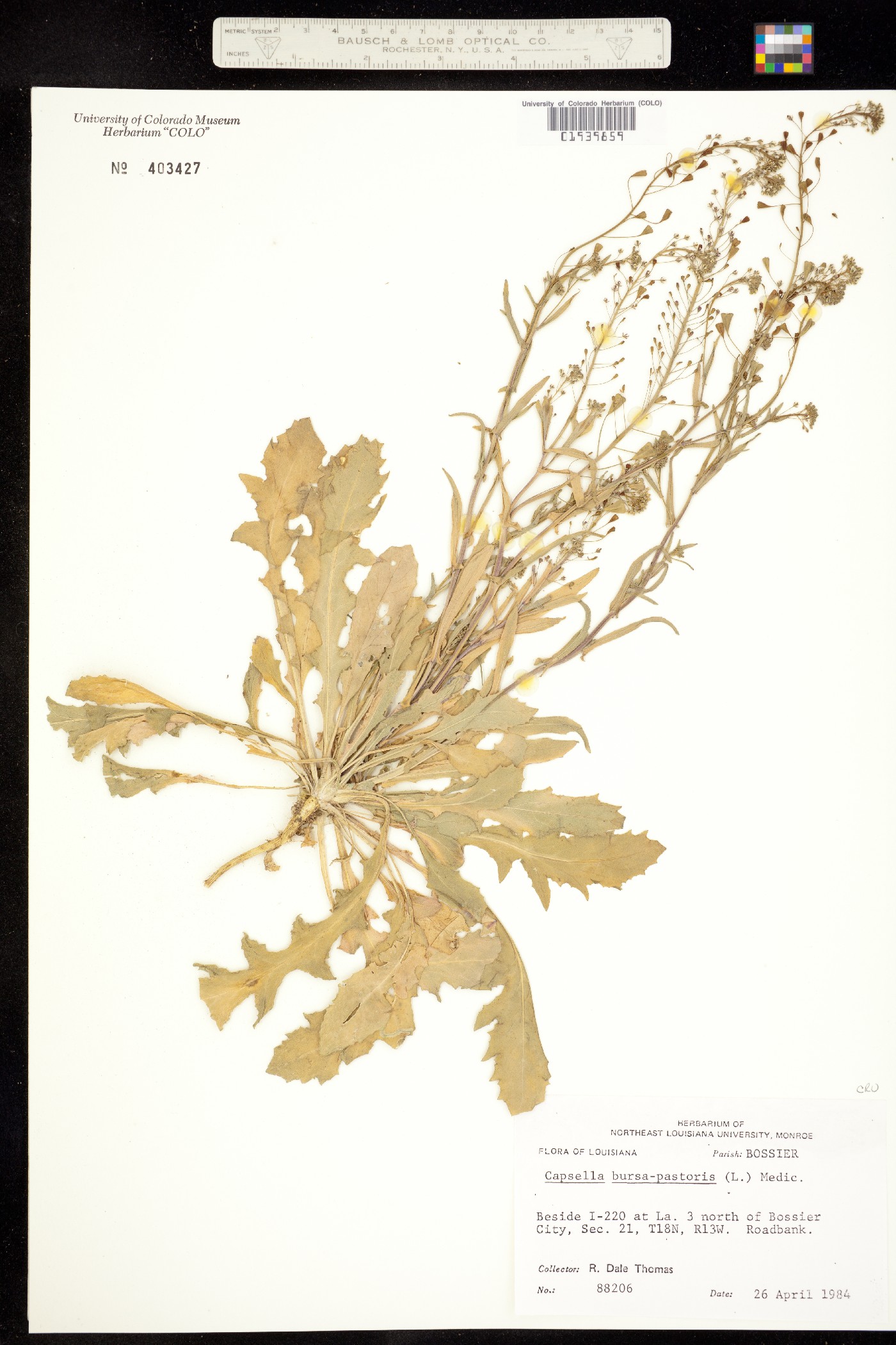 Capsella bursa-pastoris image