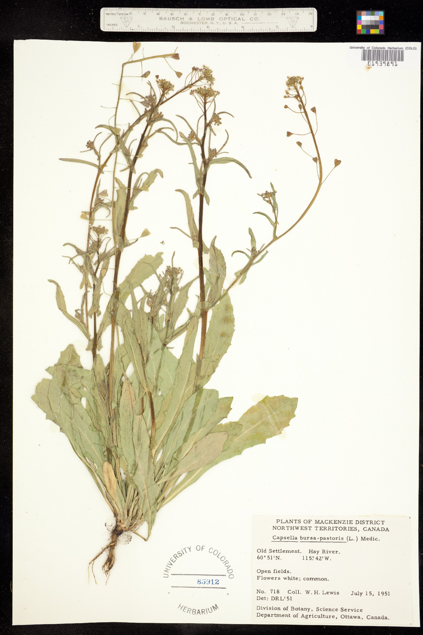 Capsella bursa-pastoris image