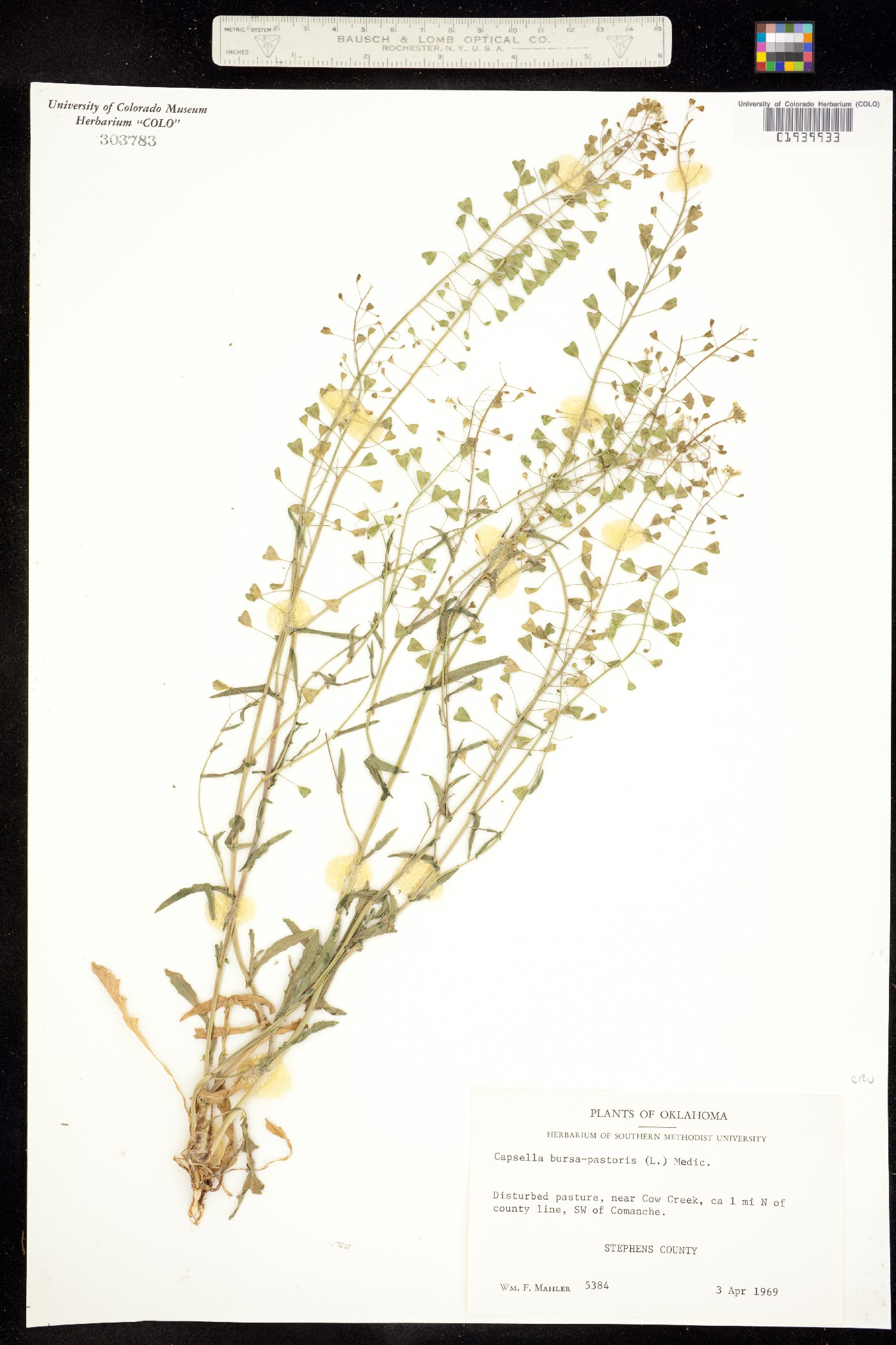 Capsella bursa-pastoris image