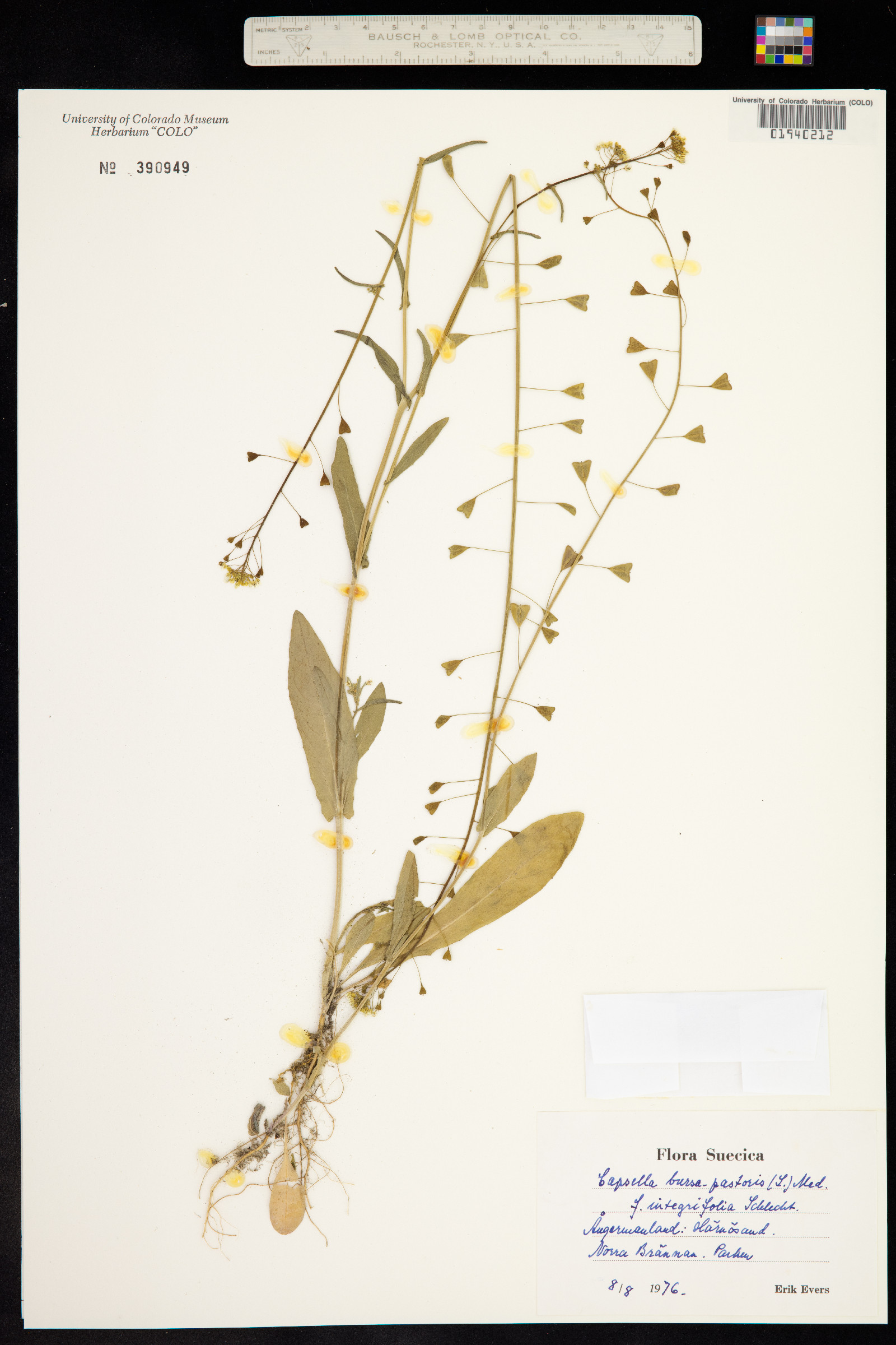 Capsella bursa-pastoris image