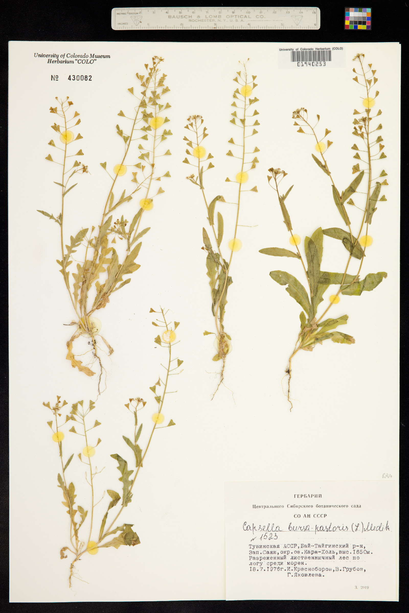 Capsella bursa-pastoris image