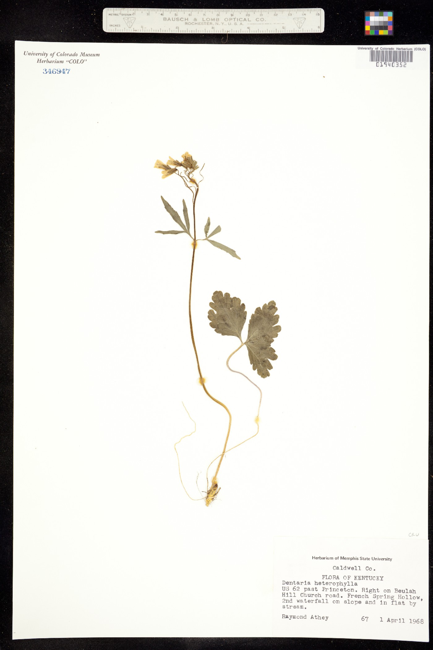 Cardamine angustata image