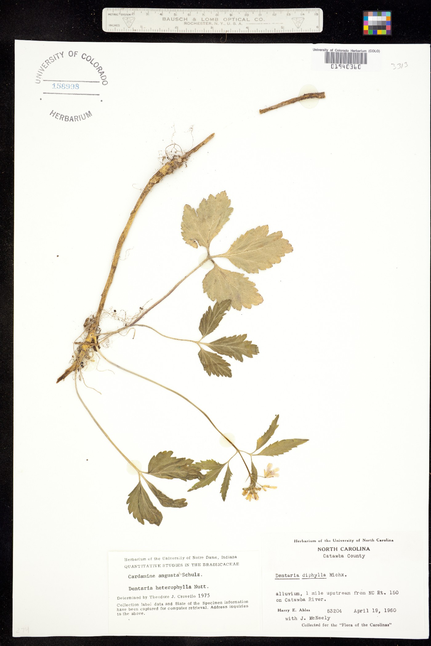Cardamine angustata image