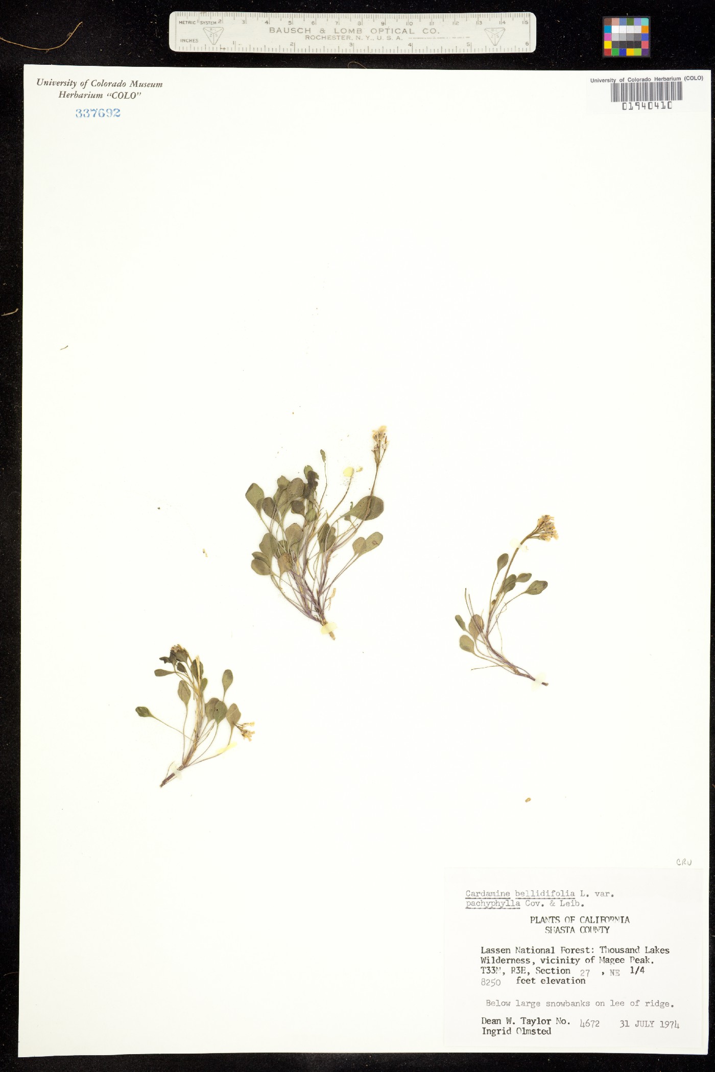 Cardamine image