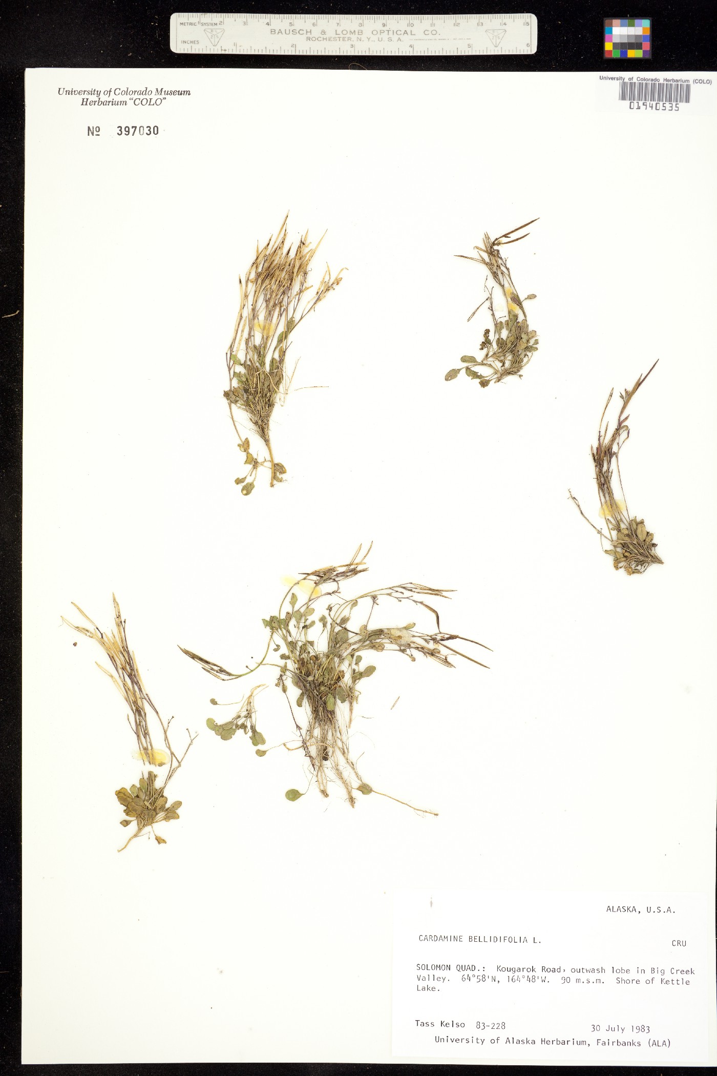 Cardamine bellidifolia image