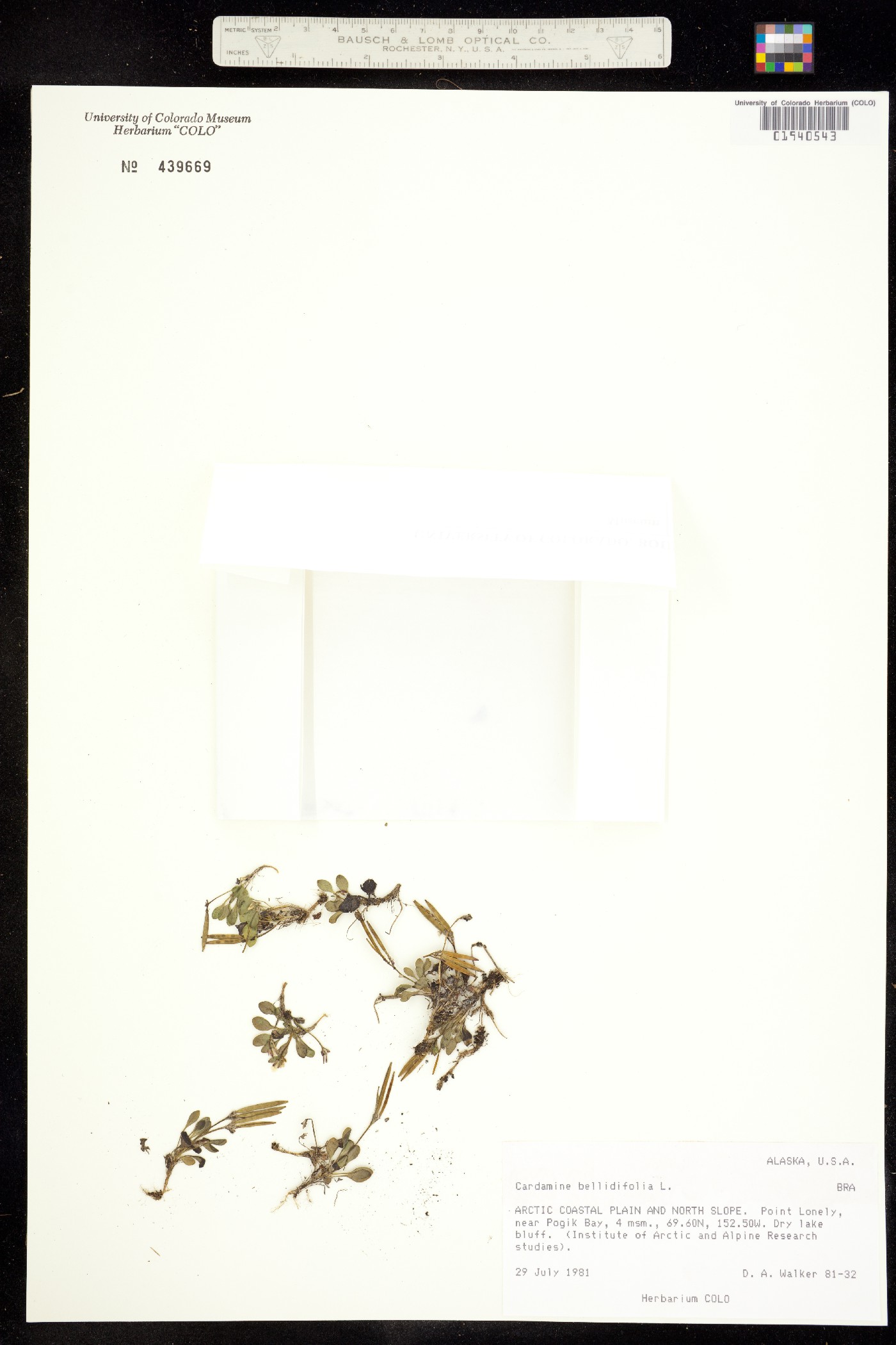 Cardamine bellidifolia image