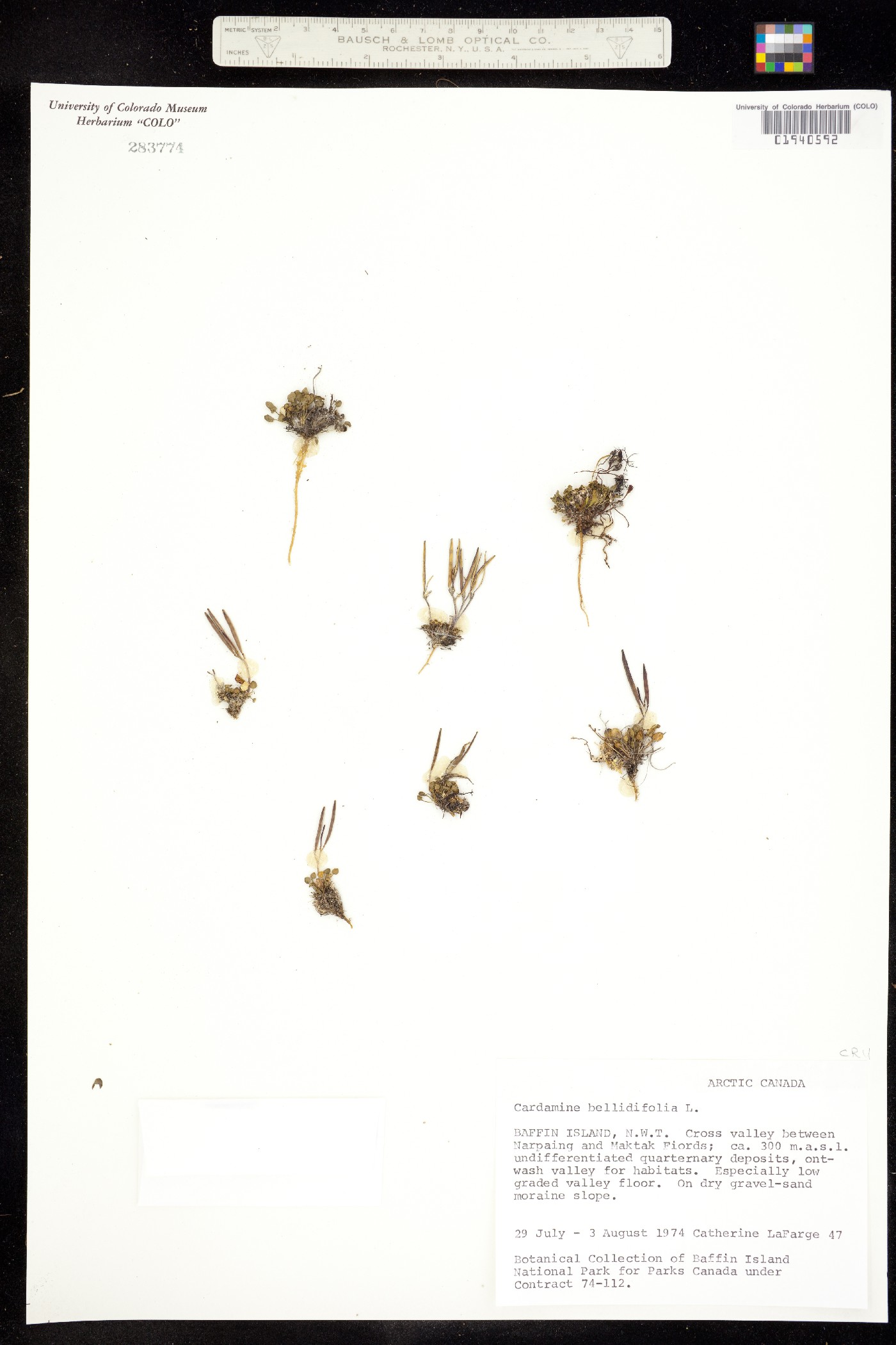 Cardamine bellidifolia image