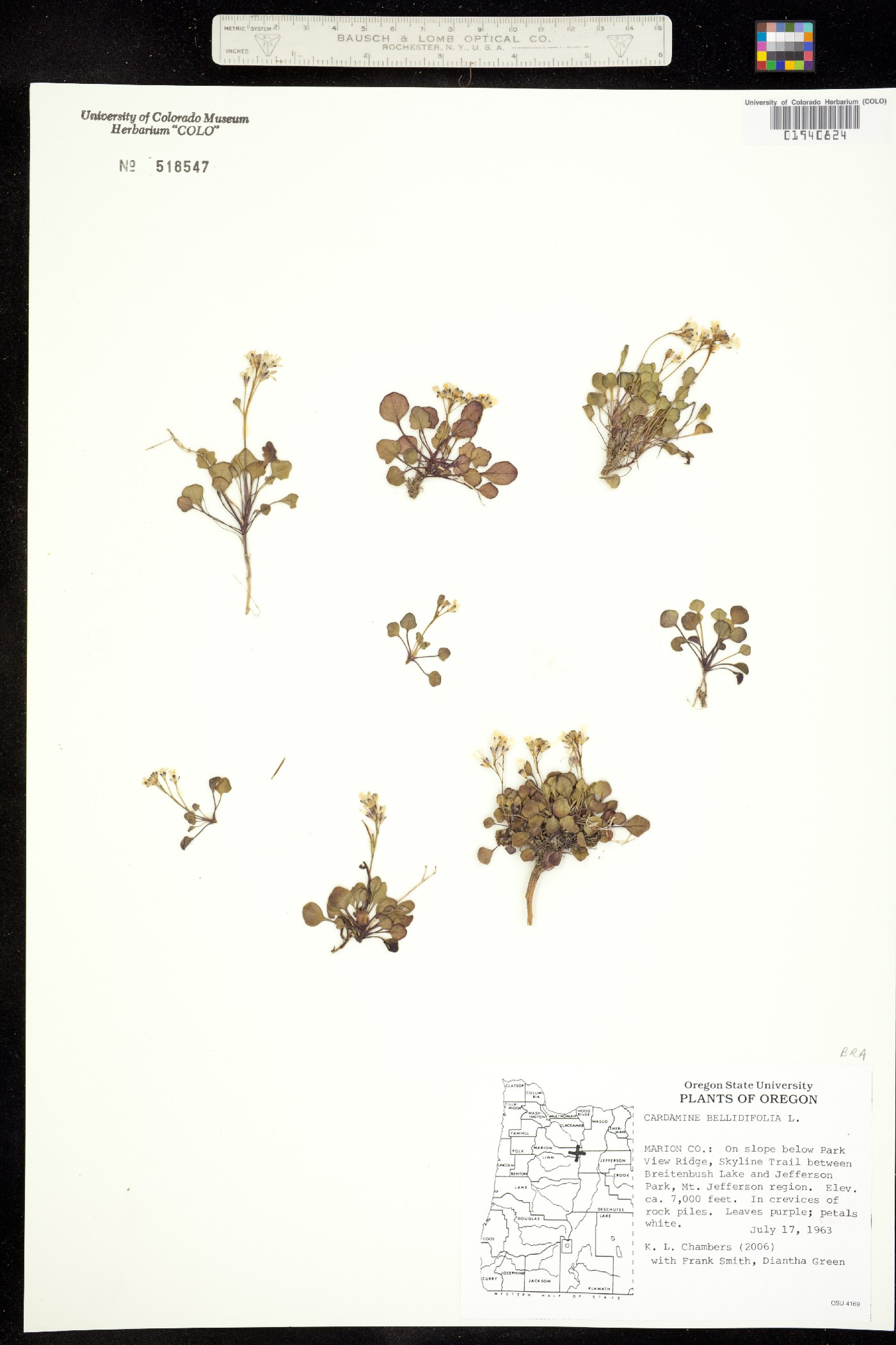 Cardamine bellidifolia image
