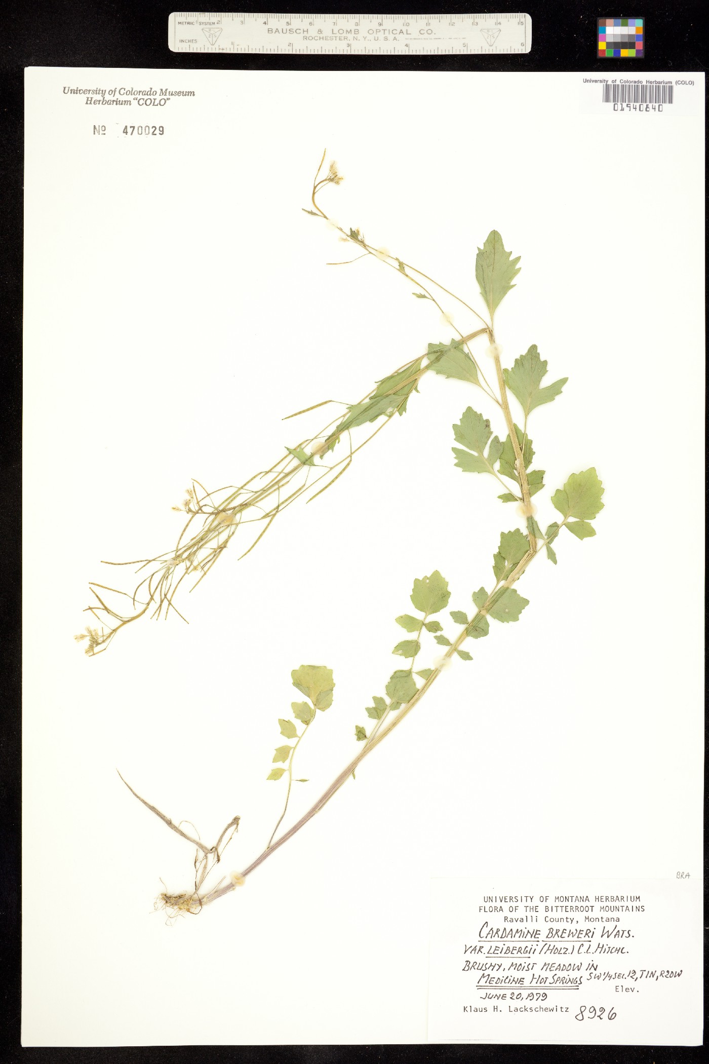 Cardamine breweri image