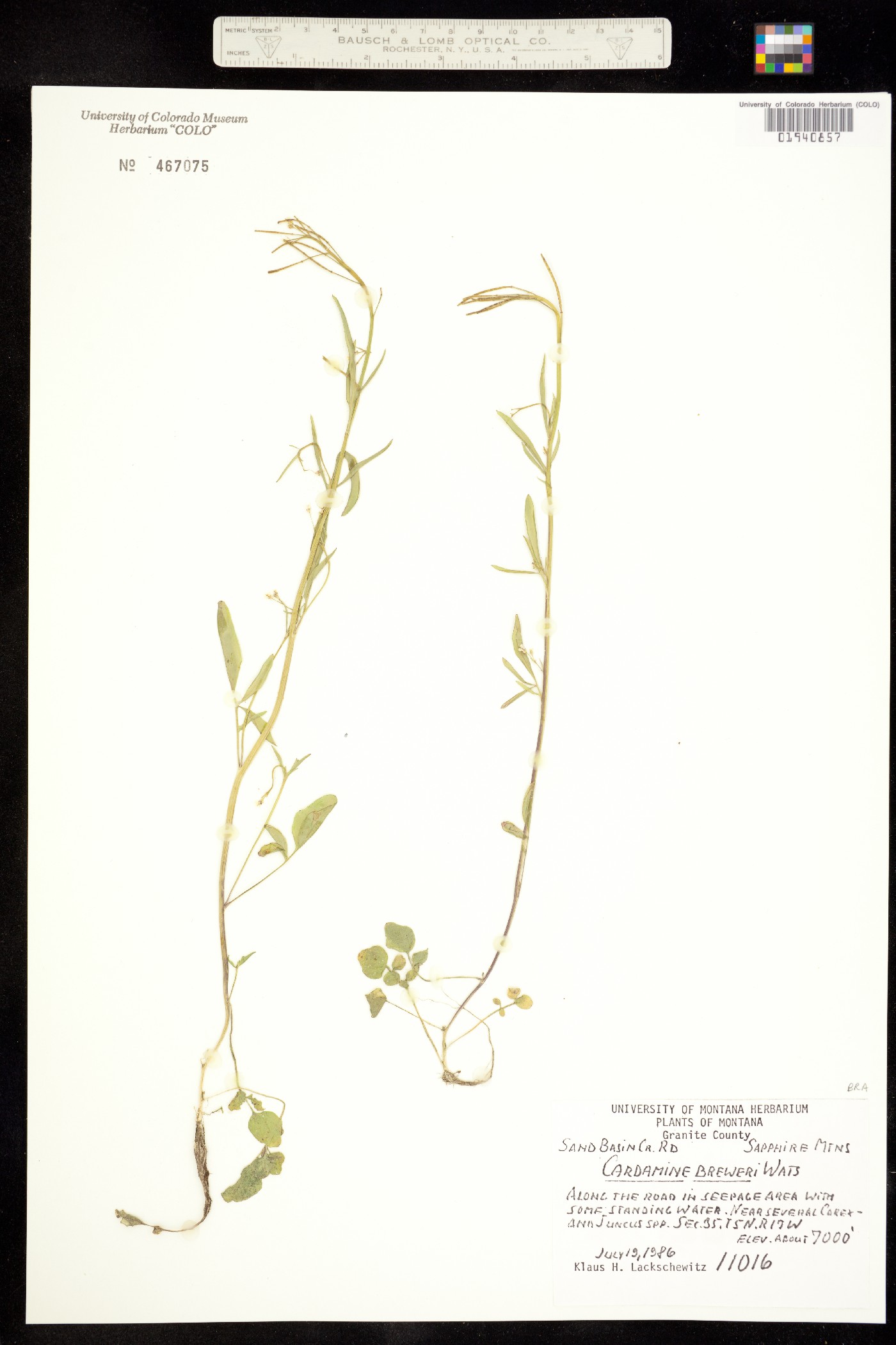 Cardamine breweri image