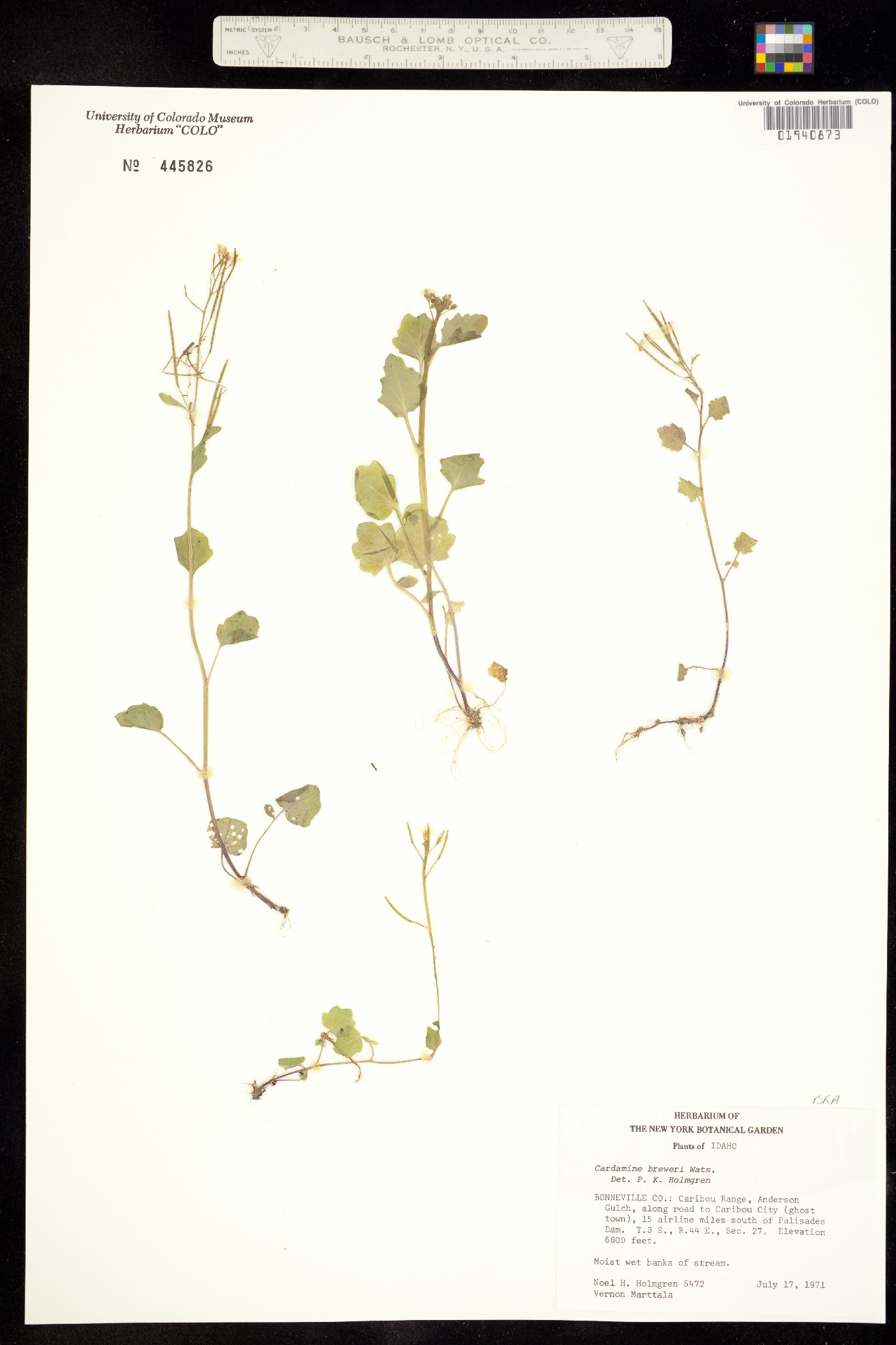 Cardamine breweri image
