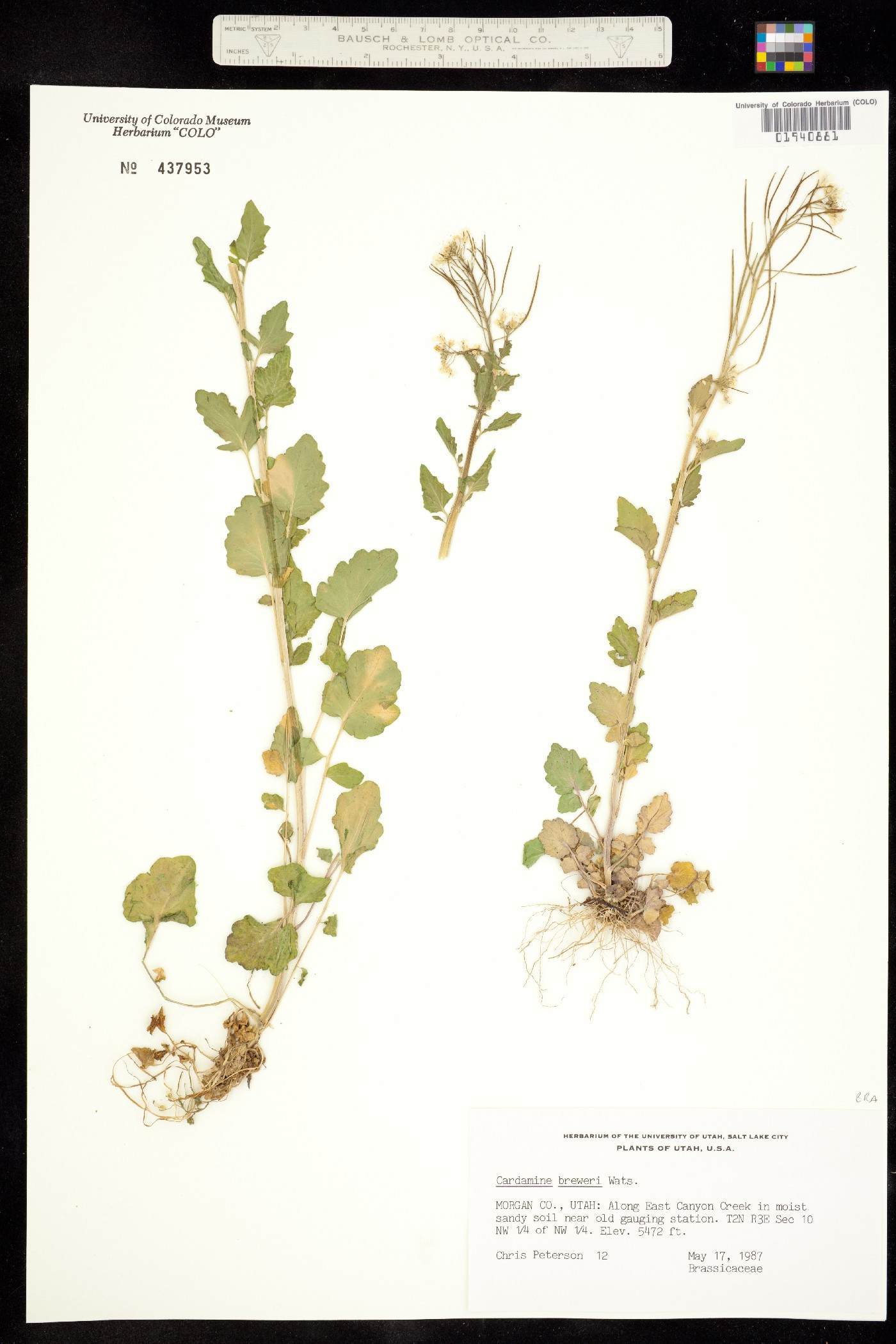 Cardamine breweri image
