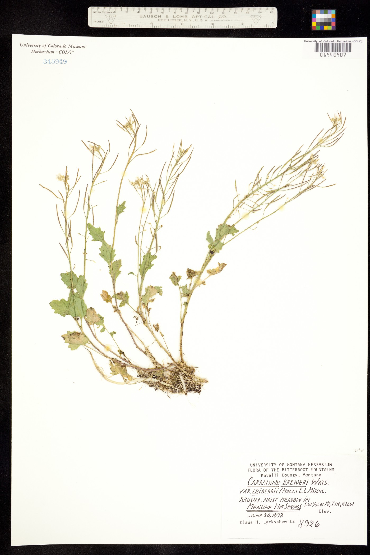 Cardamine breweri image