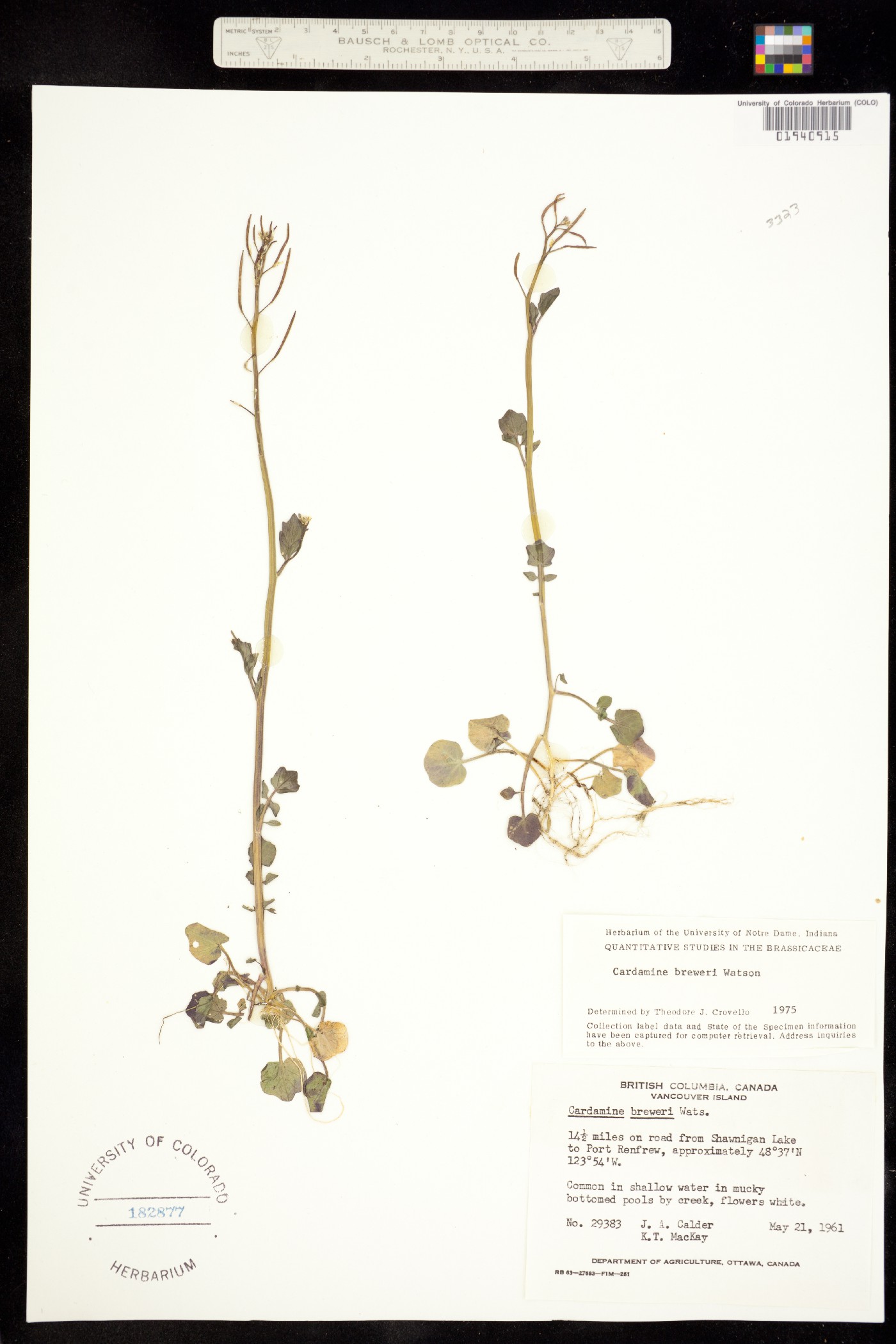 Cardamine breweri image