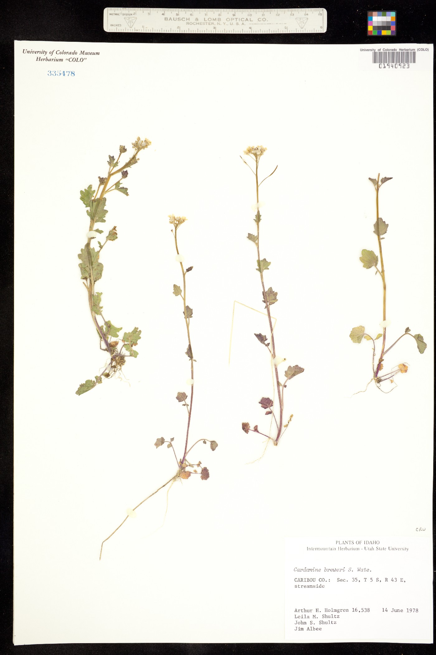 Cardamine breweri image