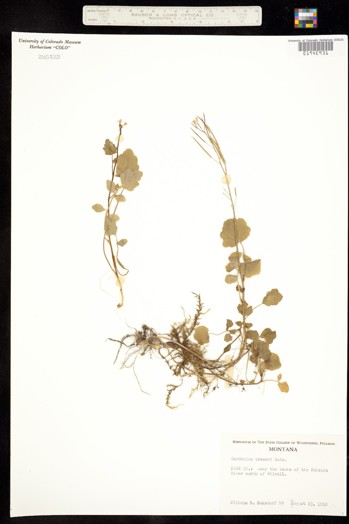 Cardamine breweri image