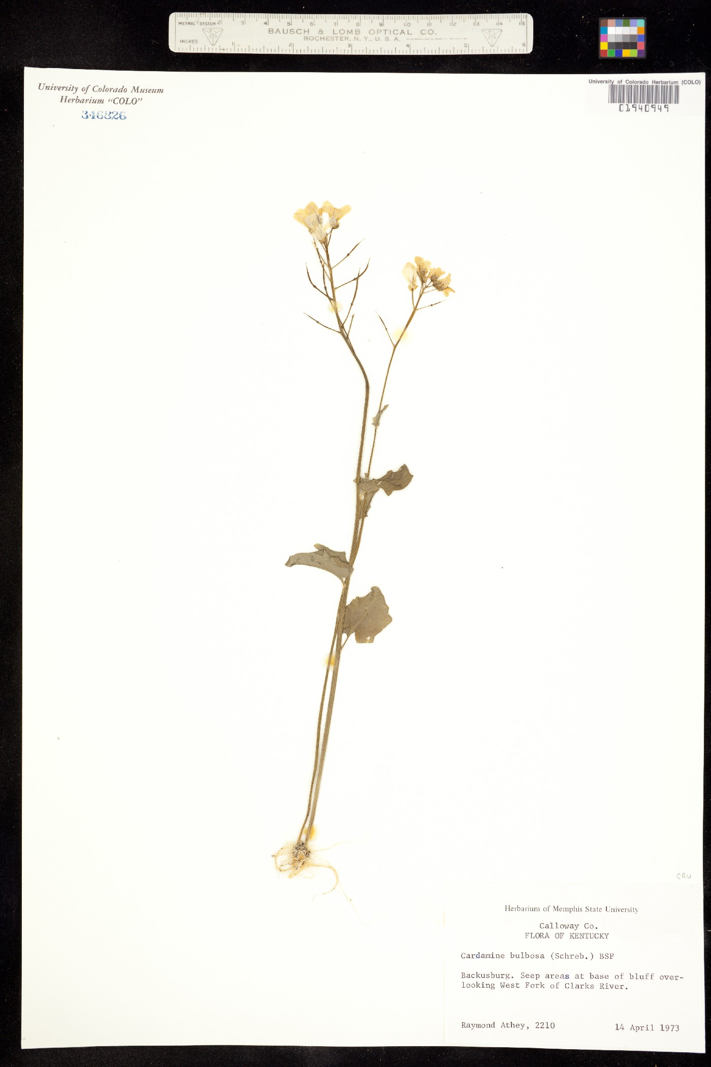 Cardamine bulbosa image