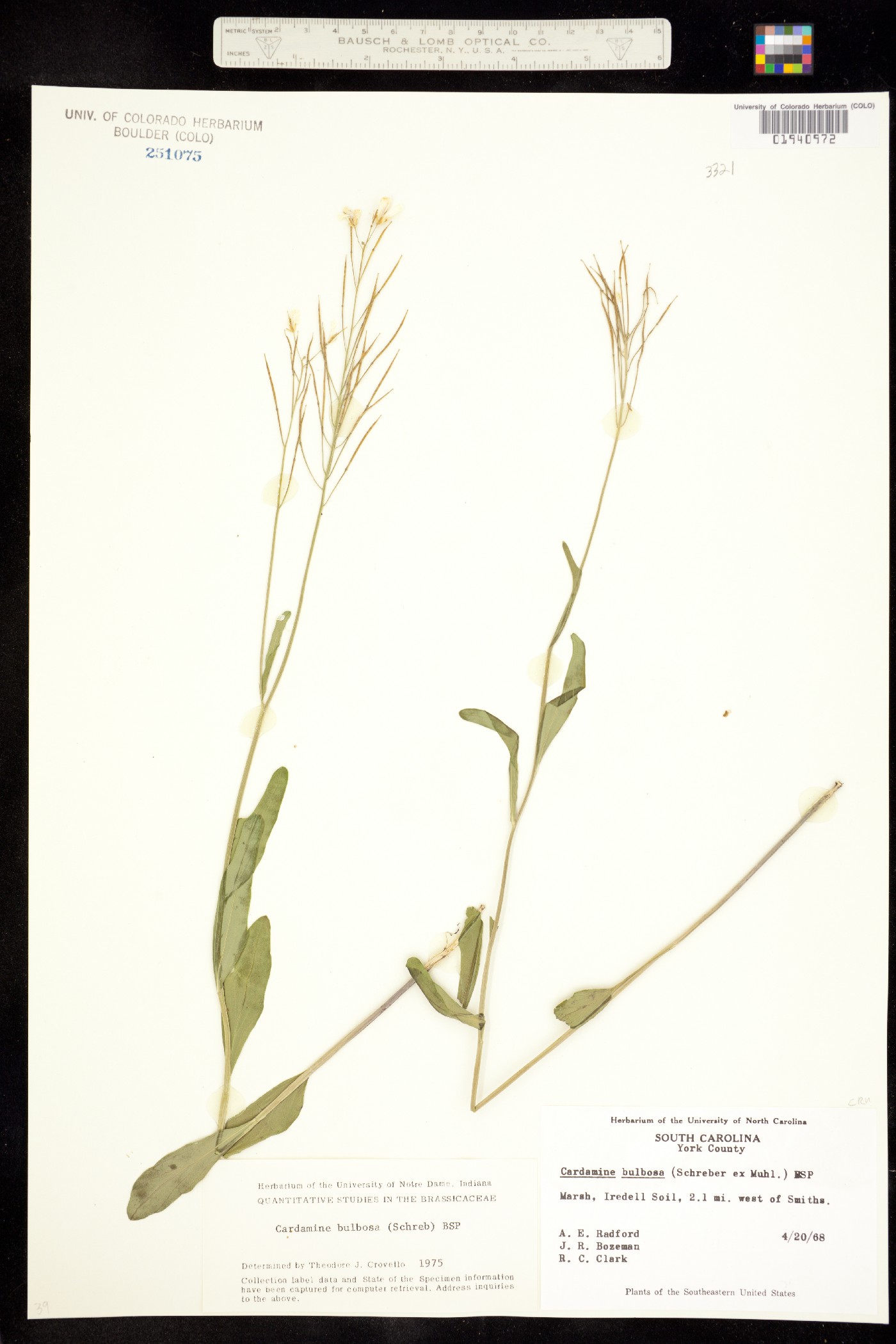Cardamine bulbosa image