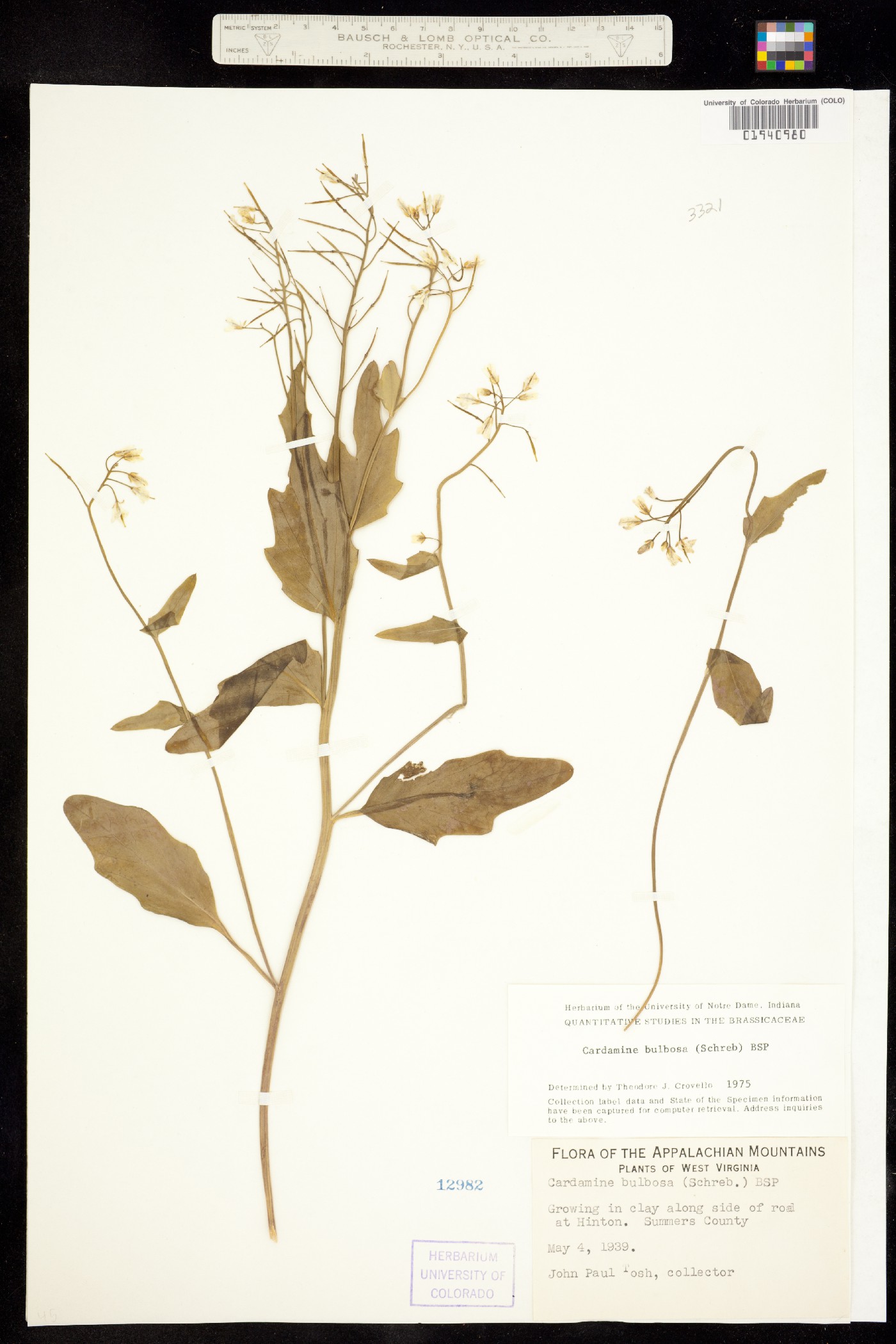 Cardamine bulbosa image