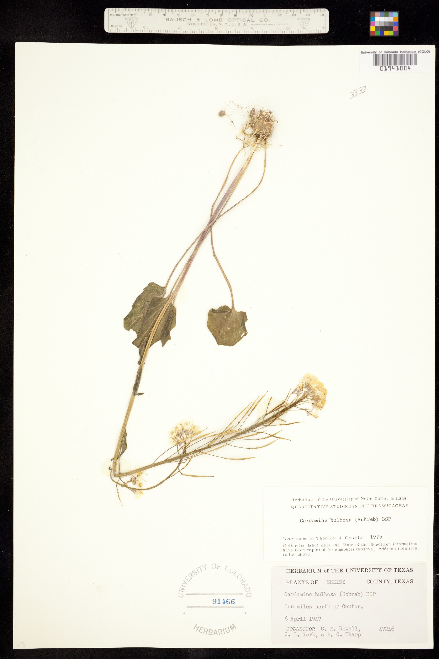 Cardamine bulbosa image