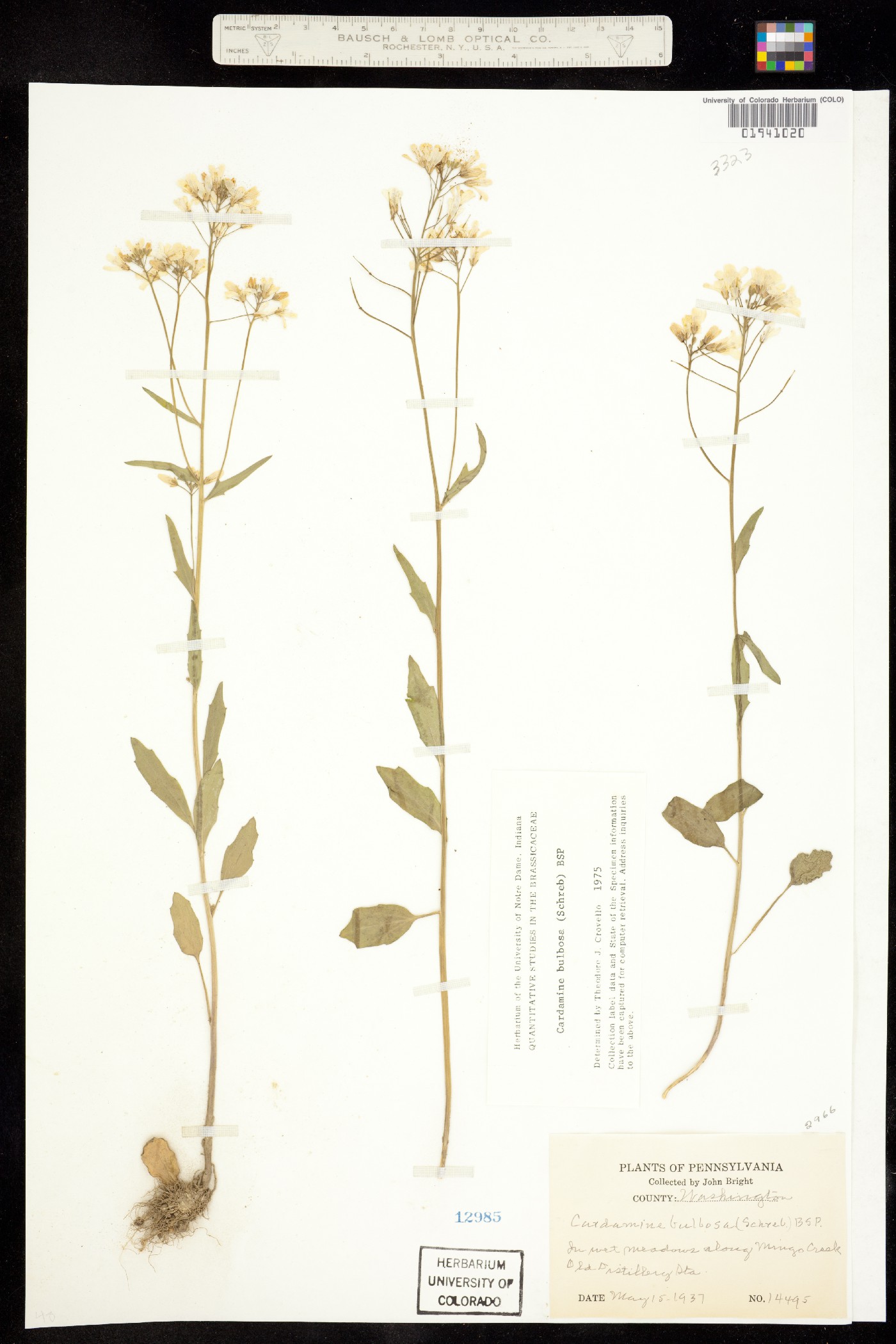 Cardamine bulbosa image