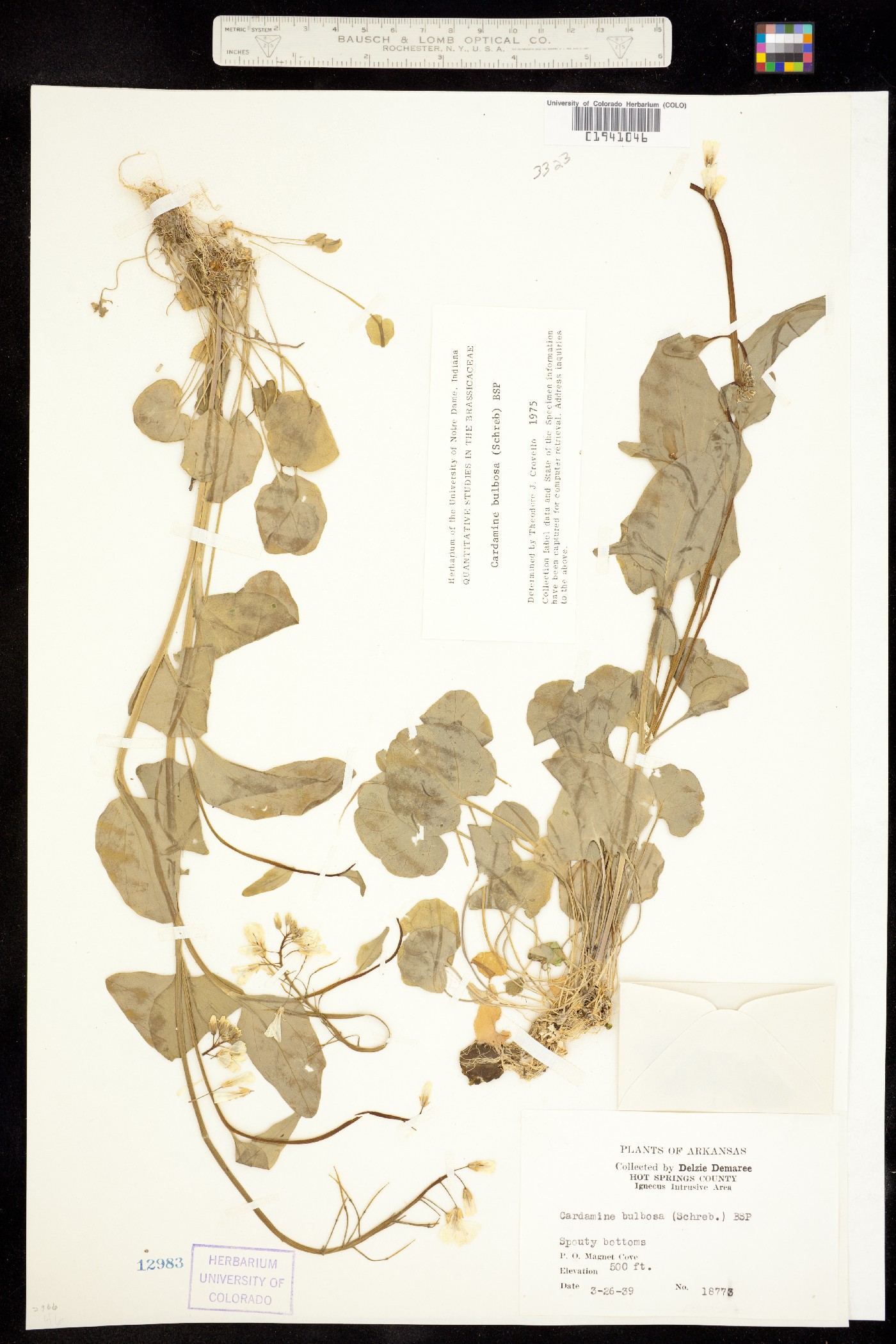 Cardamine bulbosa image