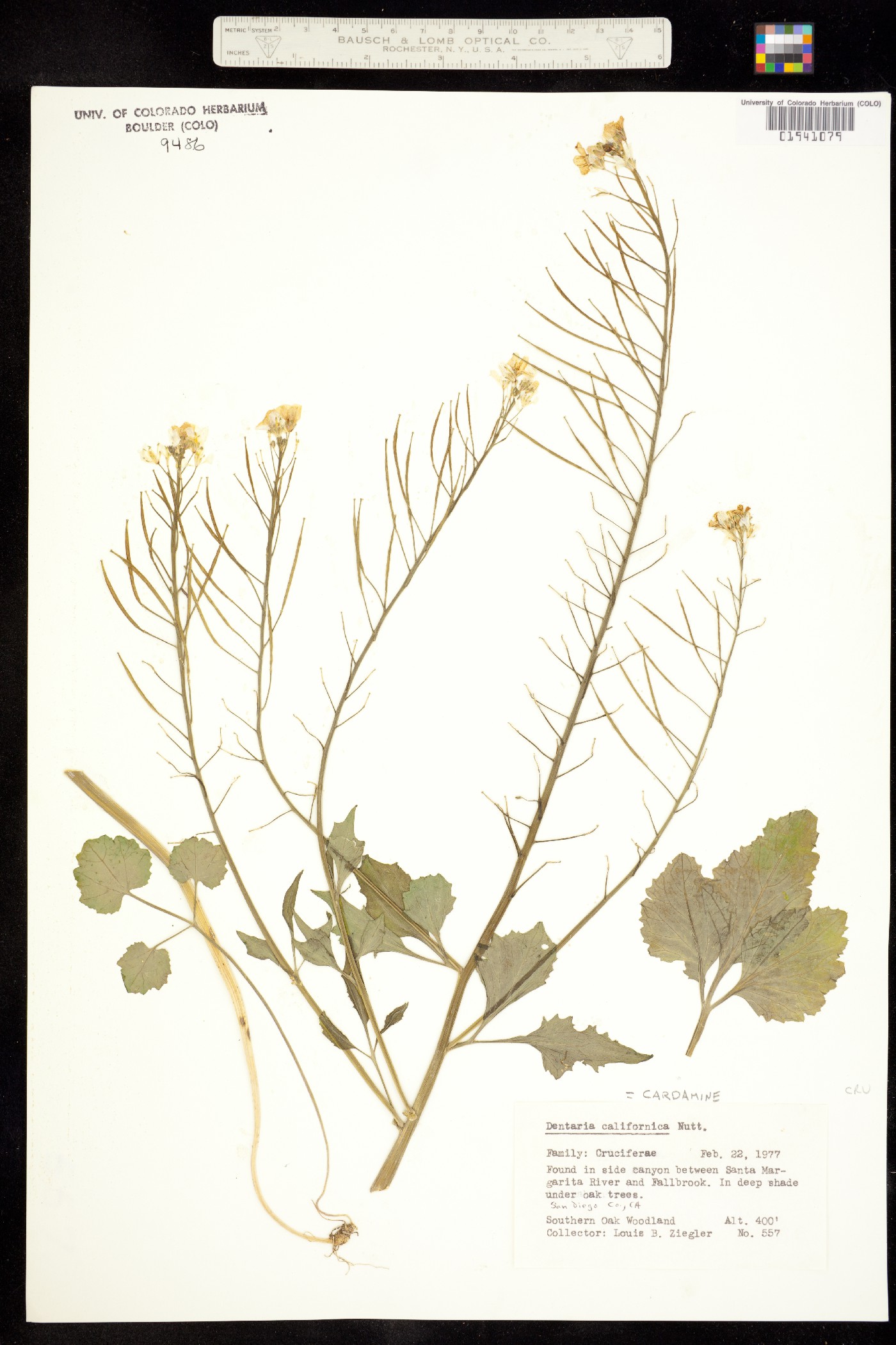 Cardamine californica image